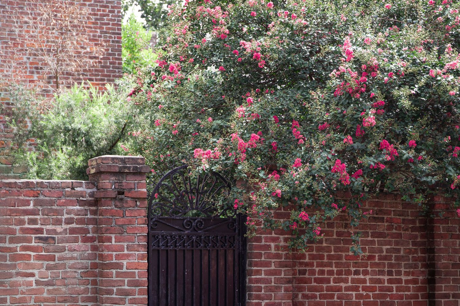 Red roses climb over a rustic brick wall and black iron gate entrance to a garden.