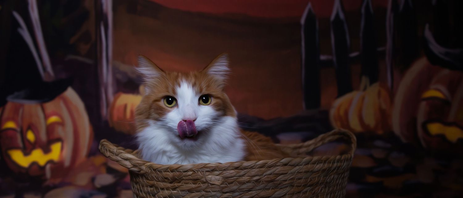 A white and brown cat with bright blue eyes peers through a dark window pane at night.