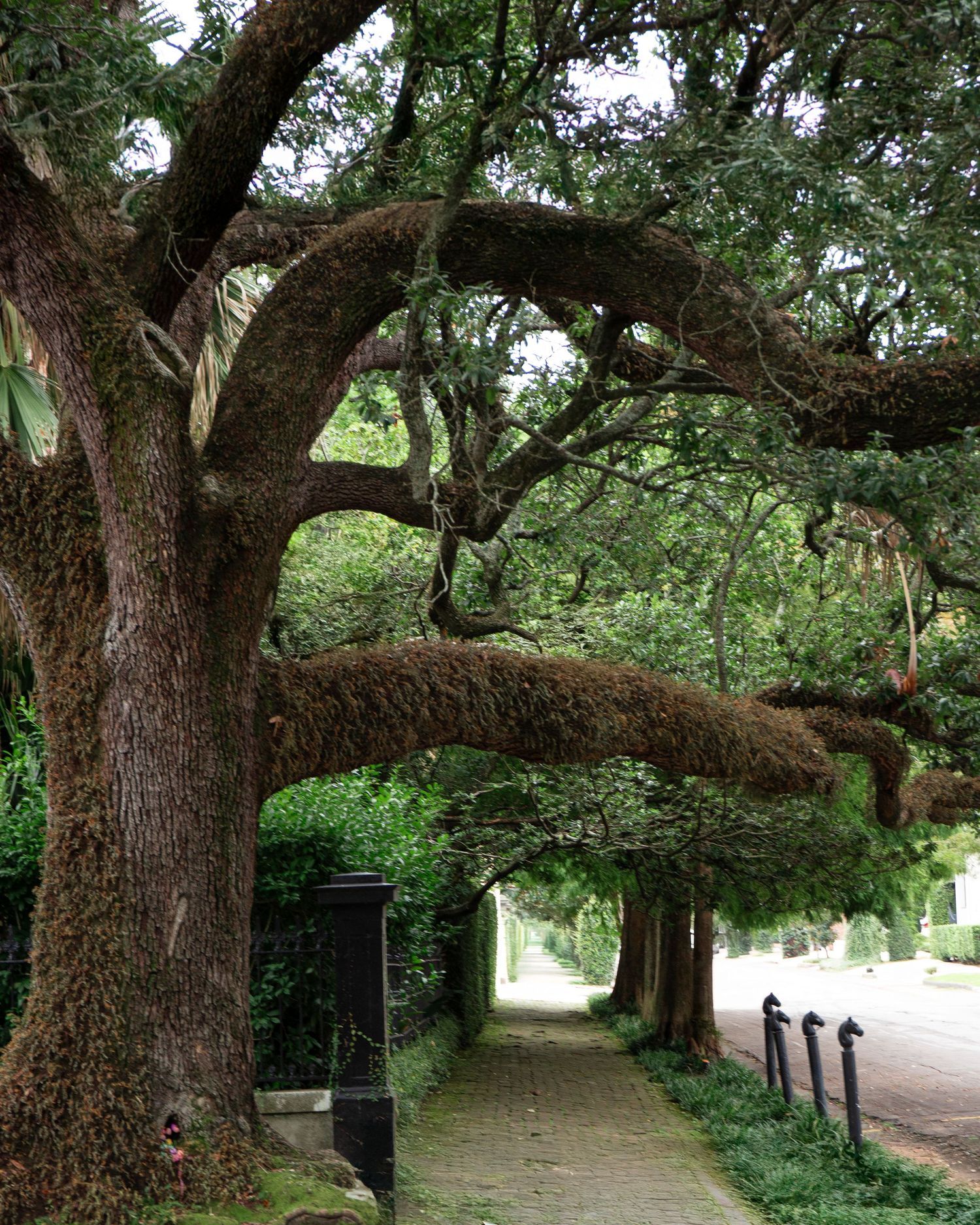 A scenic path lined with ancient oak trees creates a natural archway with sprawling branches and green foliage overhead.