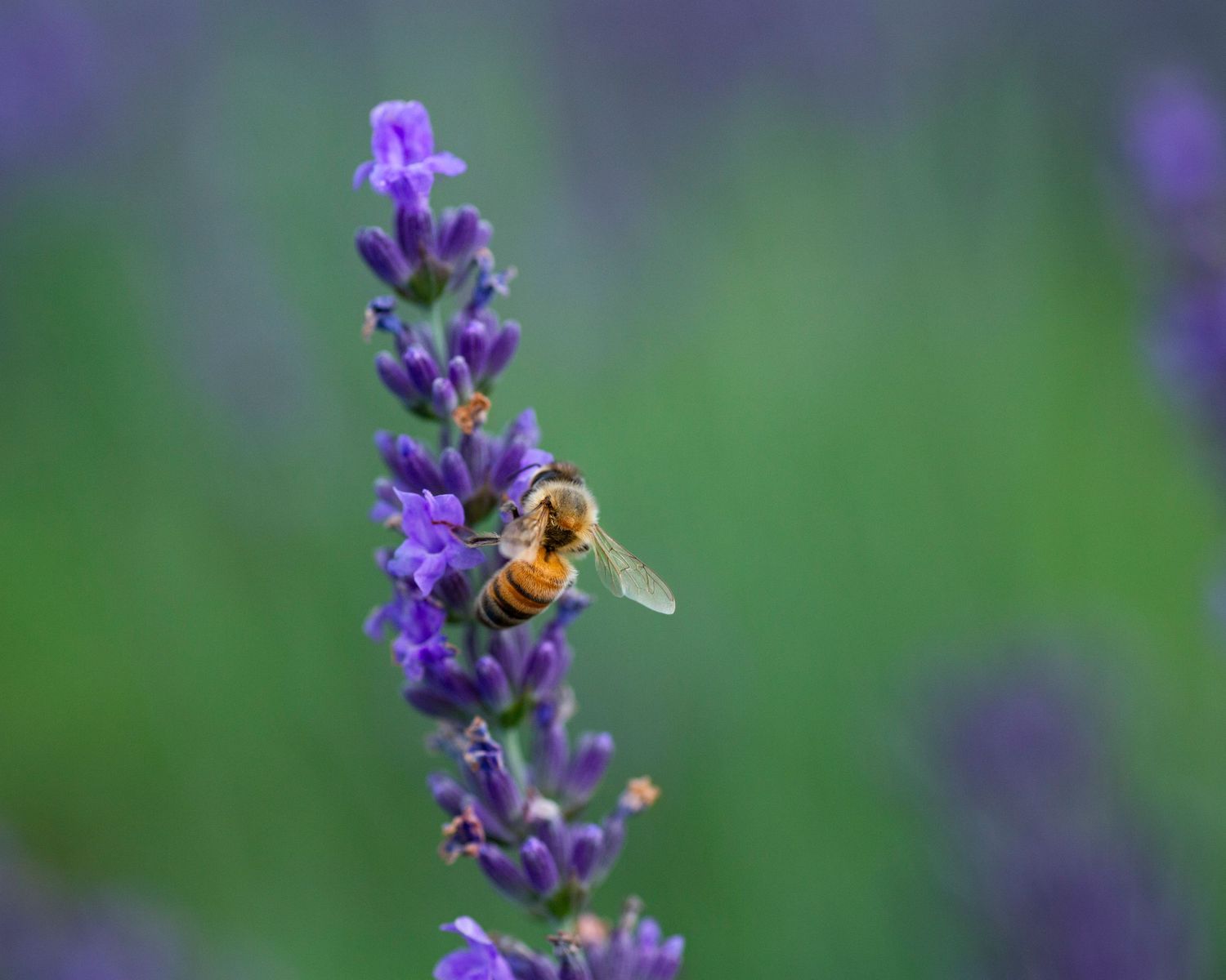A honey bee pollinates a vibrant purple lavender flower against a soft green blurred background.