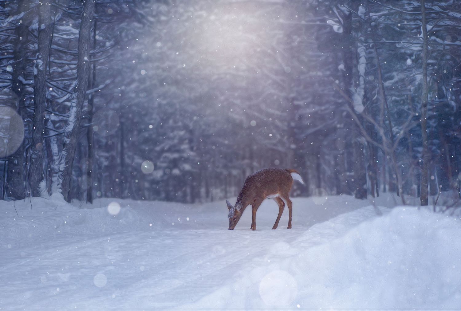 A majestic deer stands alert in a snowy winter forest as sunlight streams through snow-covered evergreen trees.