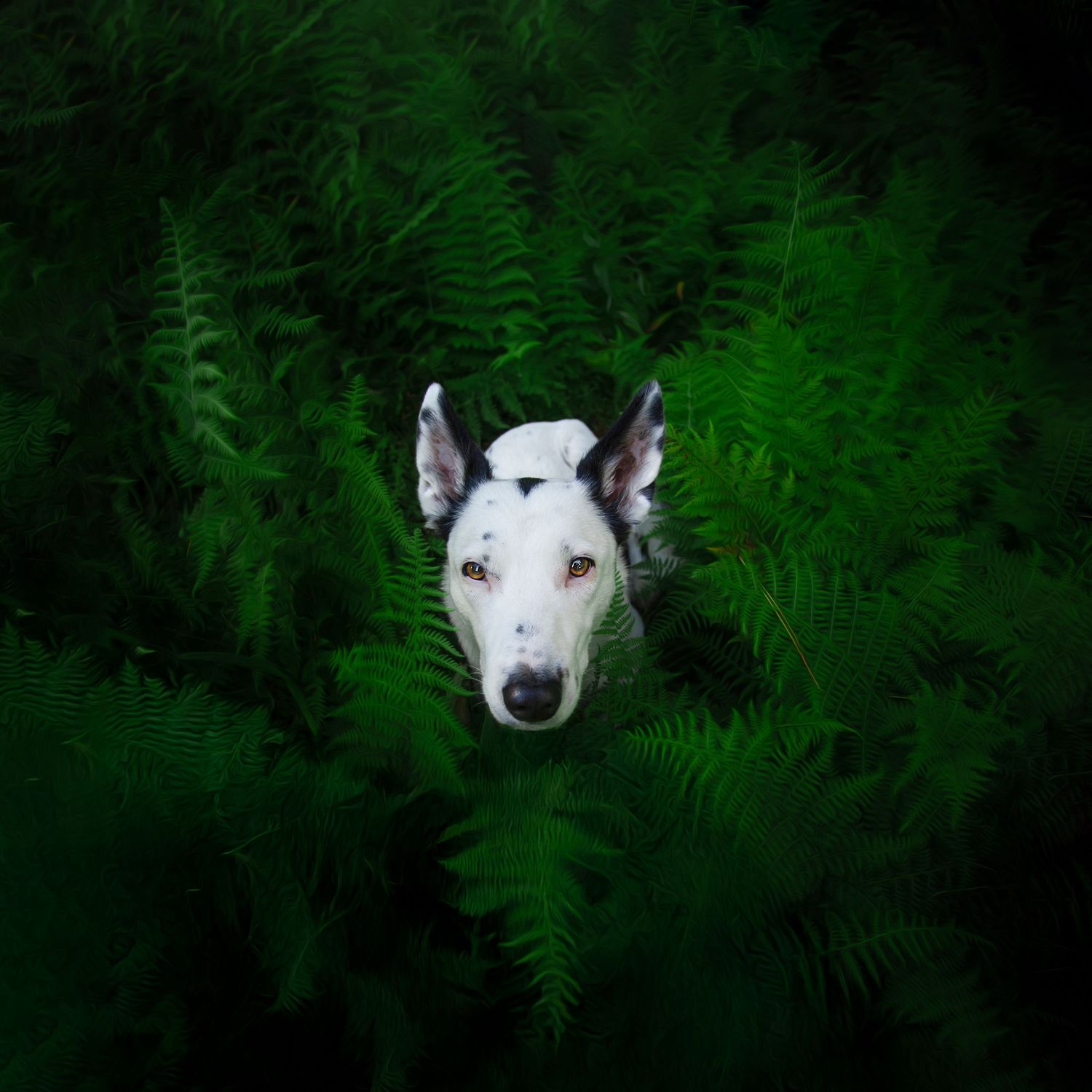 White dog's face peeks through green ferns in a dark, moody nature portrait.