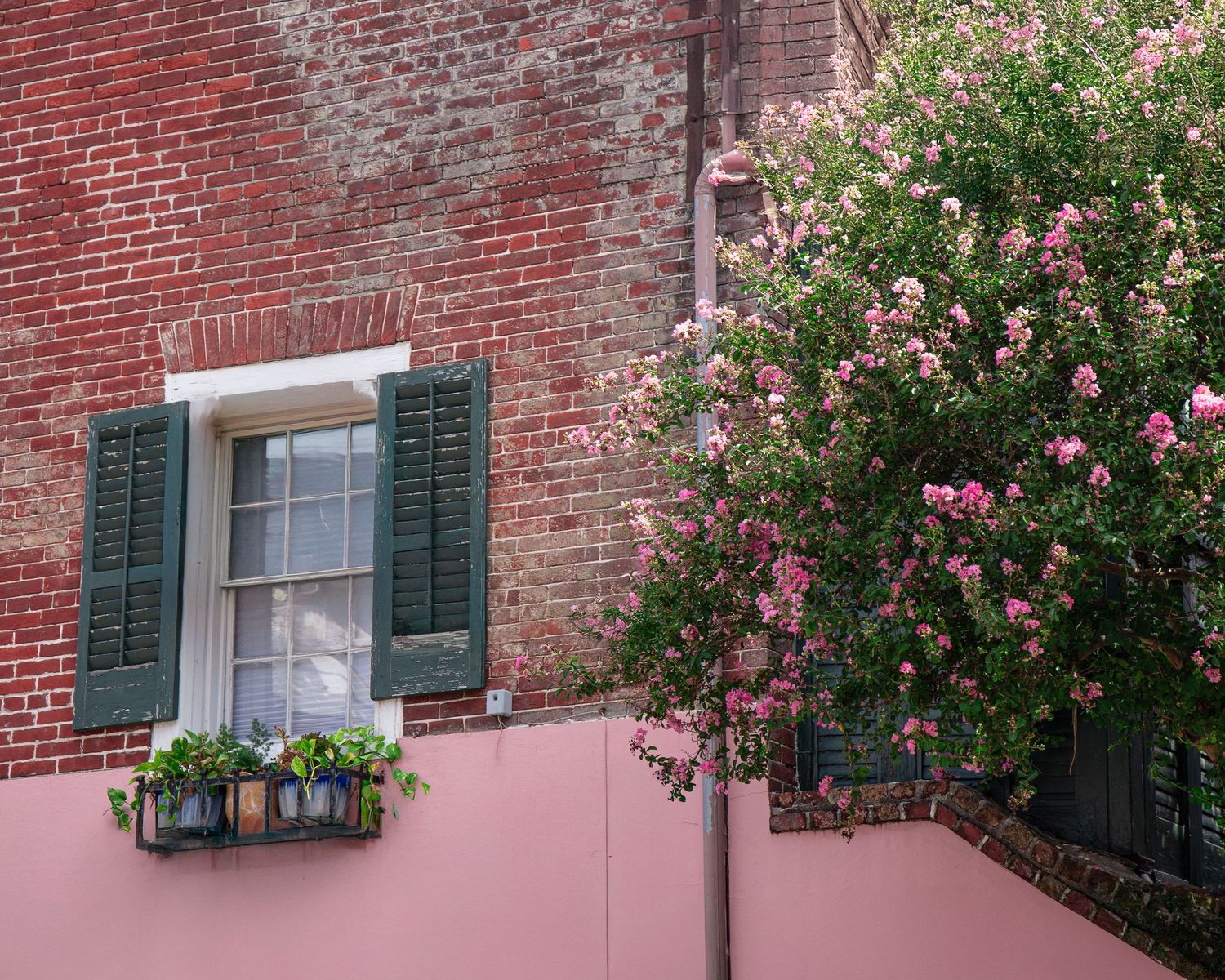 Pink roses bloom against a red brick wall with green shuttered windows in a charming architectural scene.