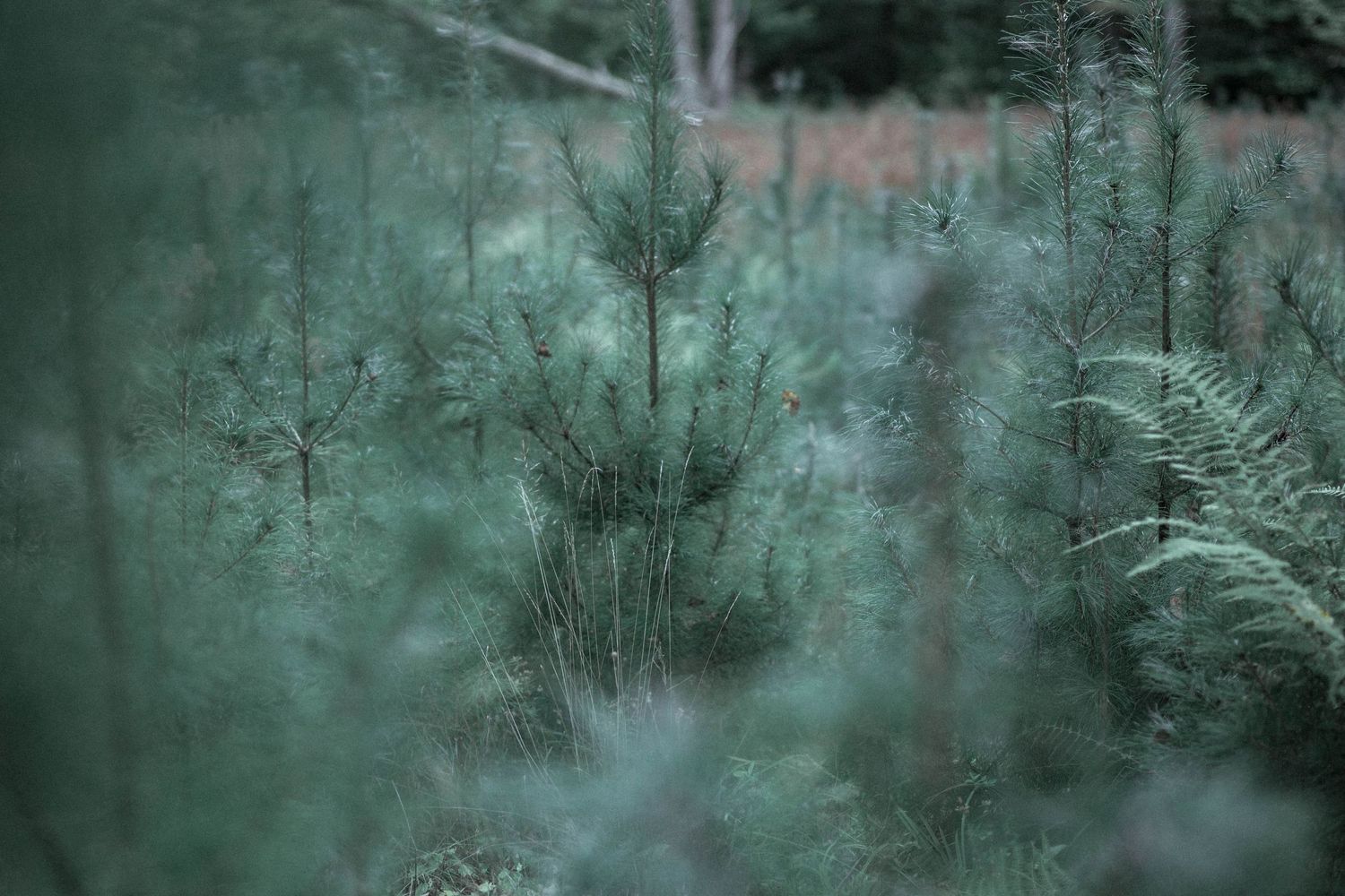 Misty forest landscape with evergreen trees and branches creating a moody atmospheric scene in teal tones.