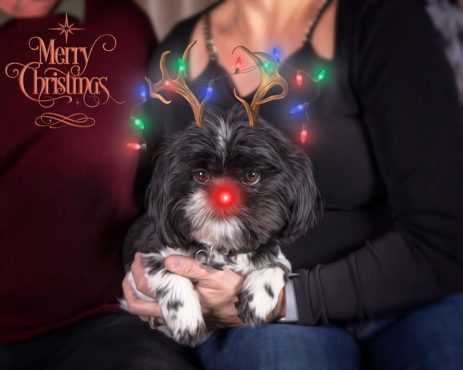 Christmas themed pet photo featuring a small dog with holiday lights.