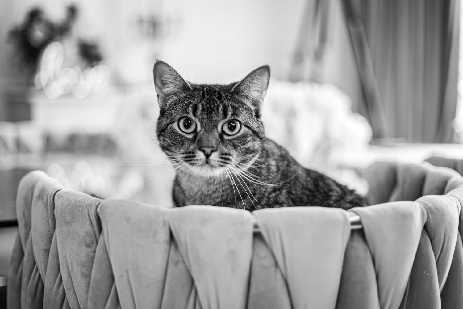 Black and white photograph of six cats sitting in a row on top of a couch or sofa.