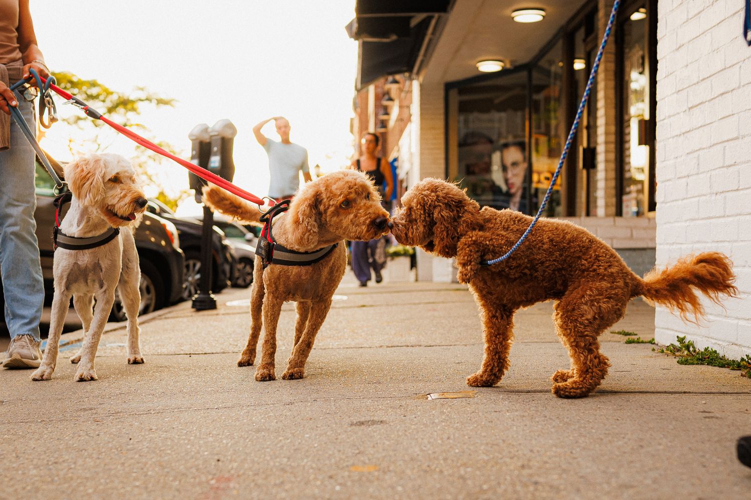 dogs

Look Alive Photo Long Island Based Photographer and Videographer