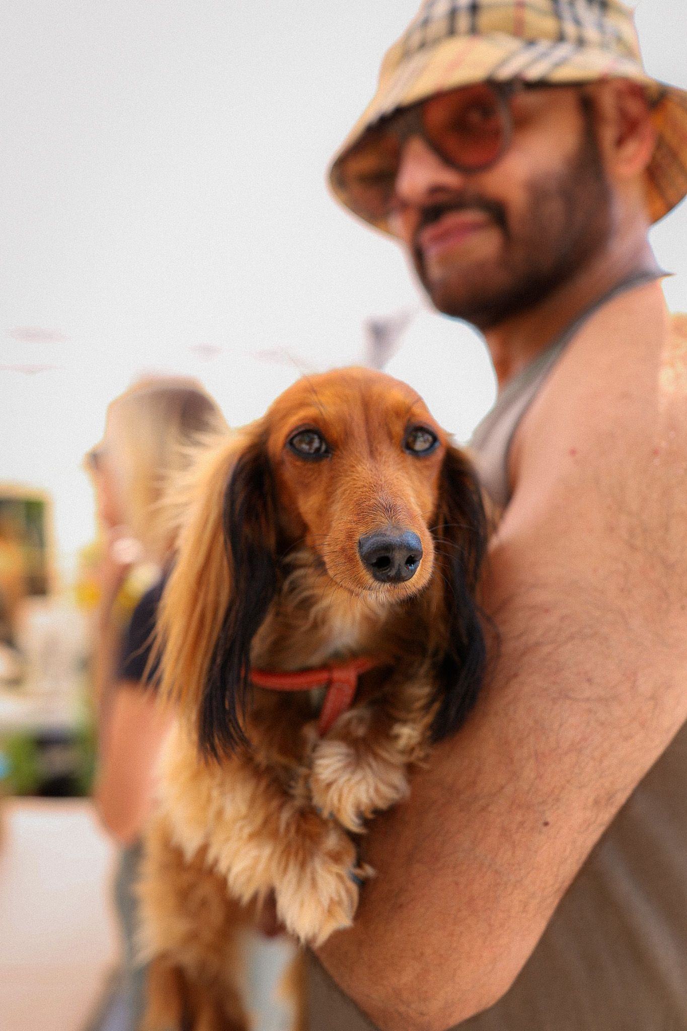 dog