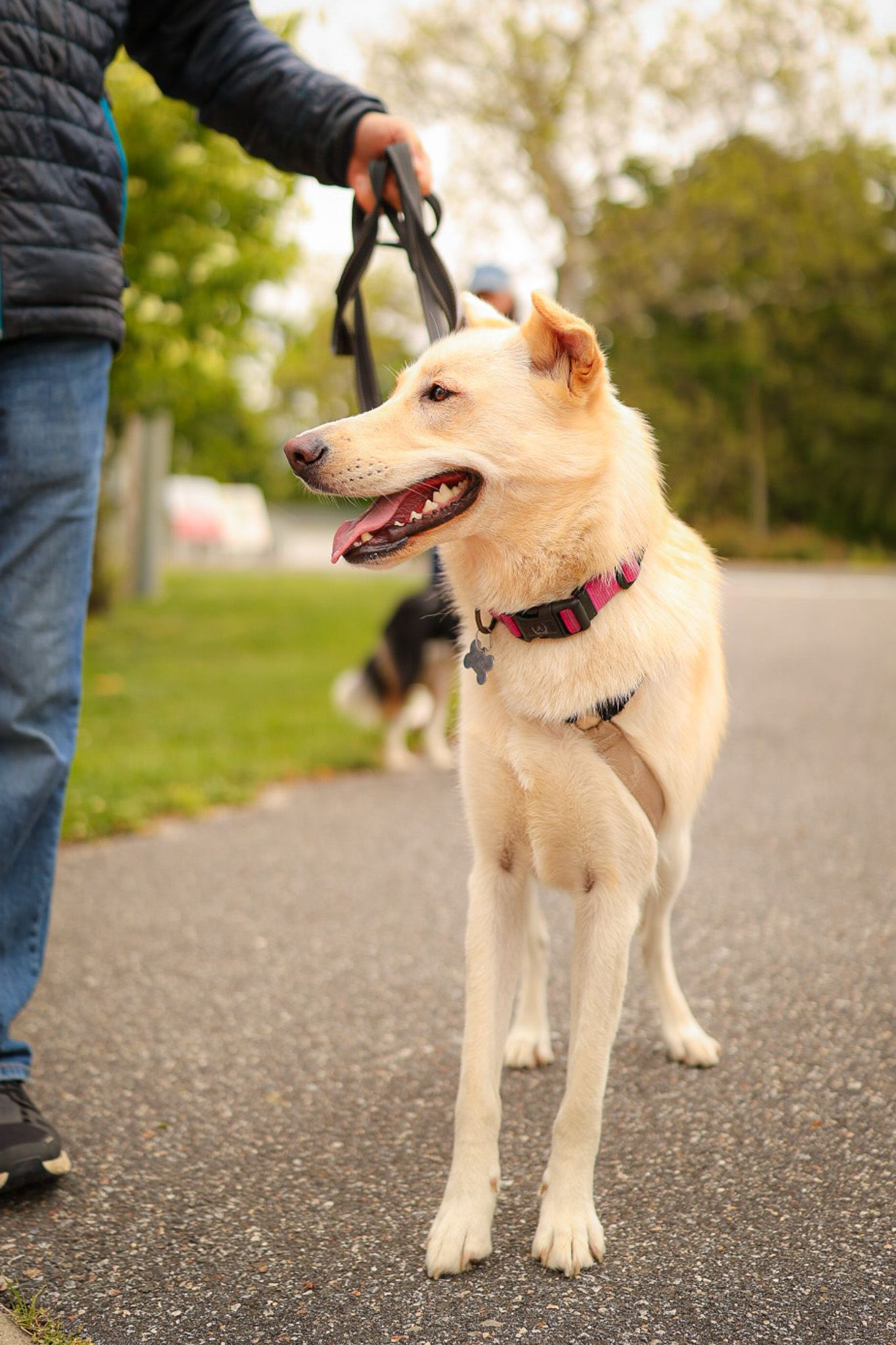 dog