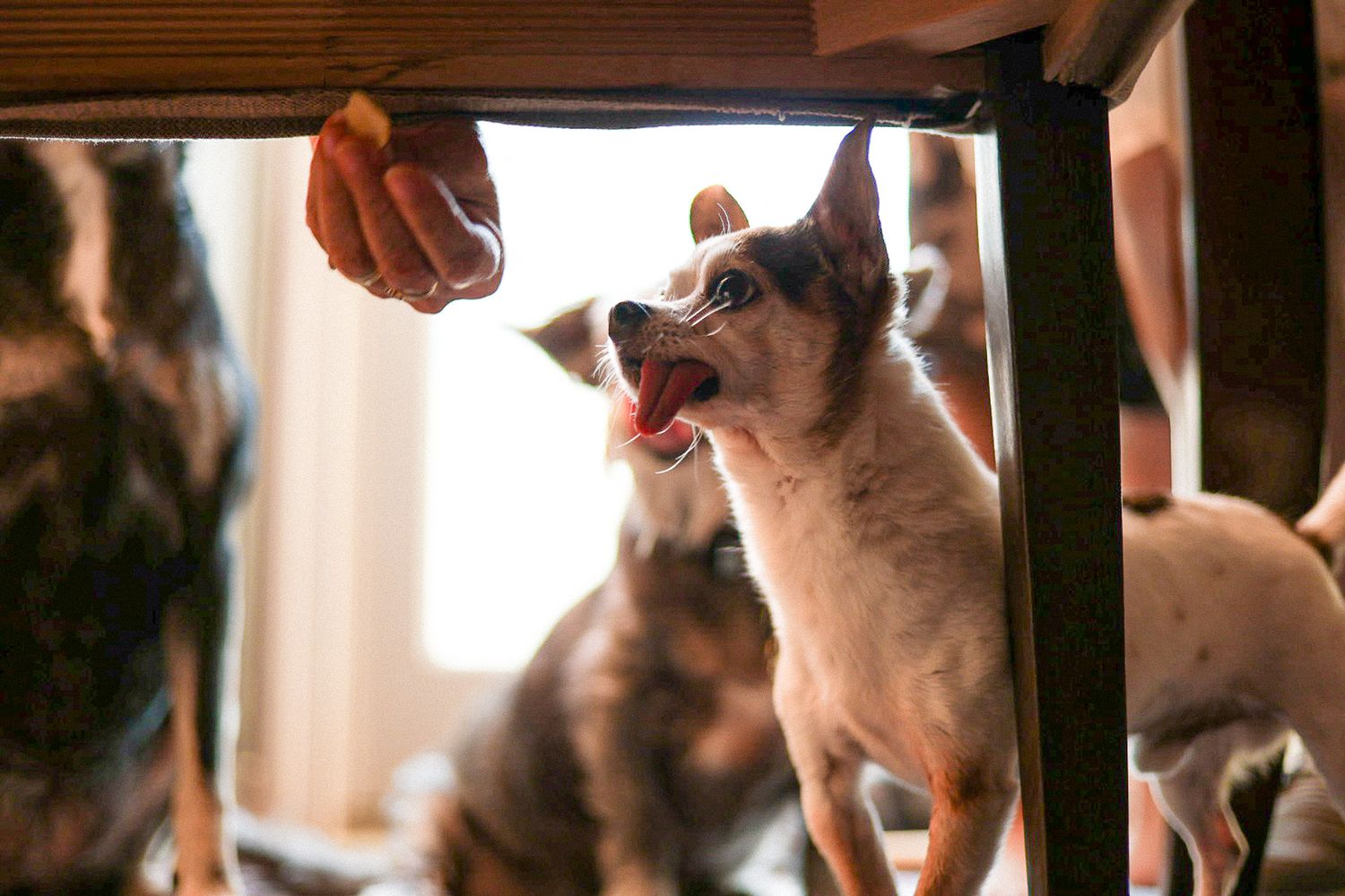 dog