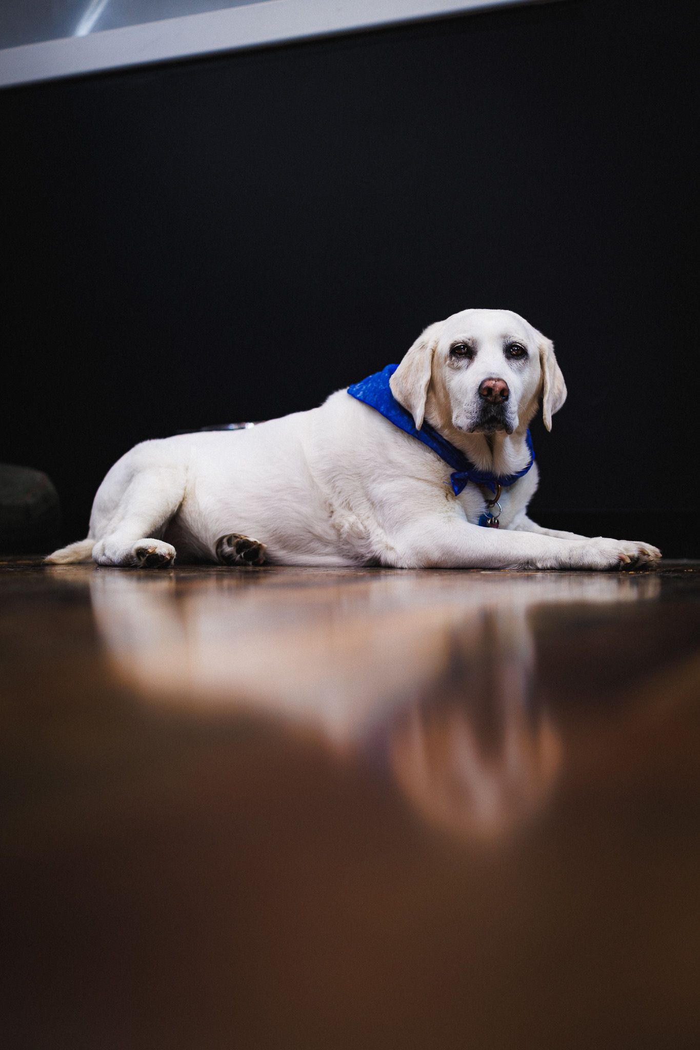 dog