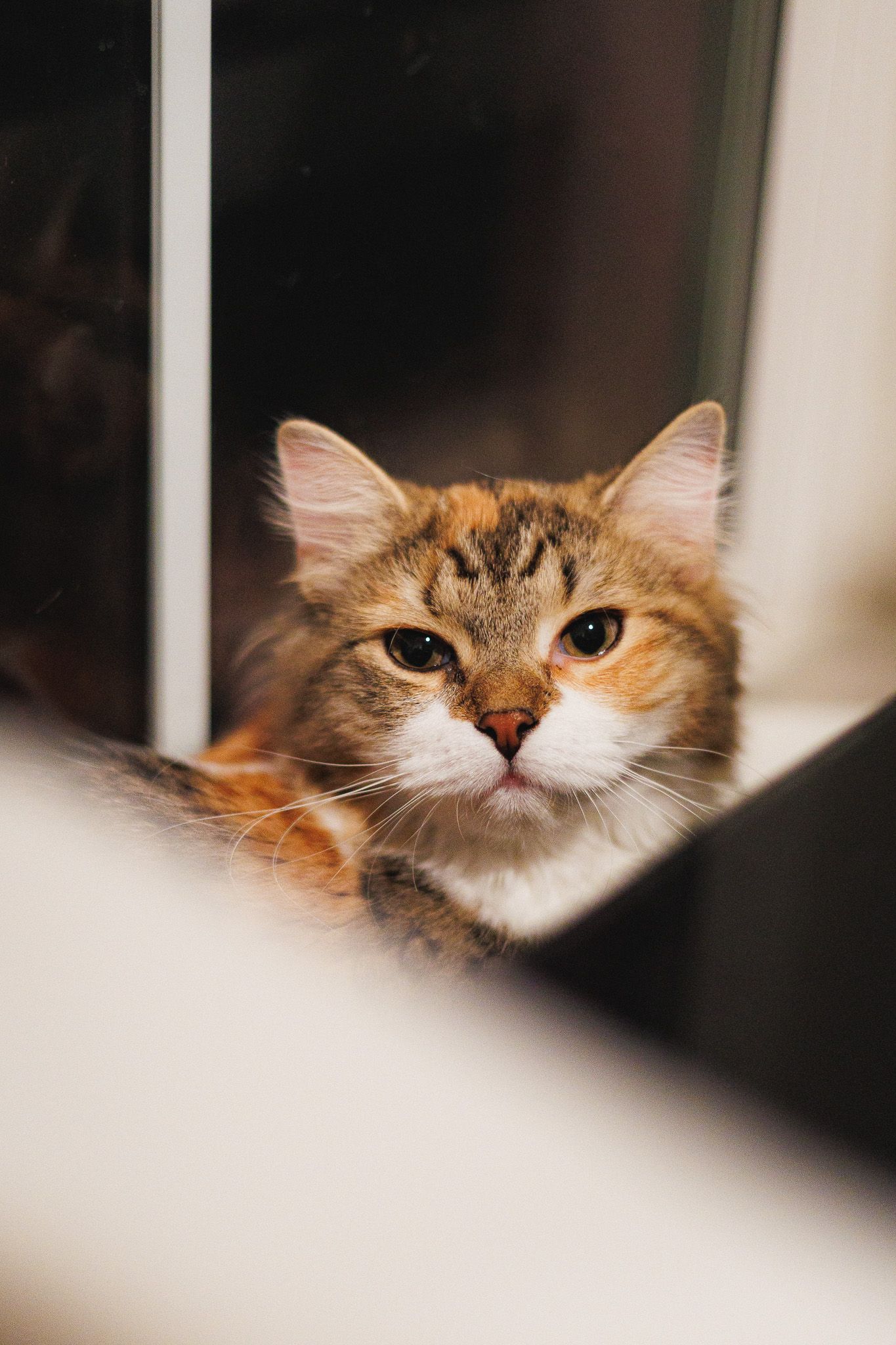 cat