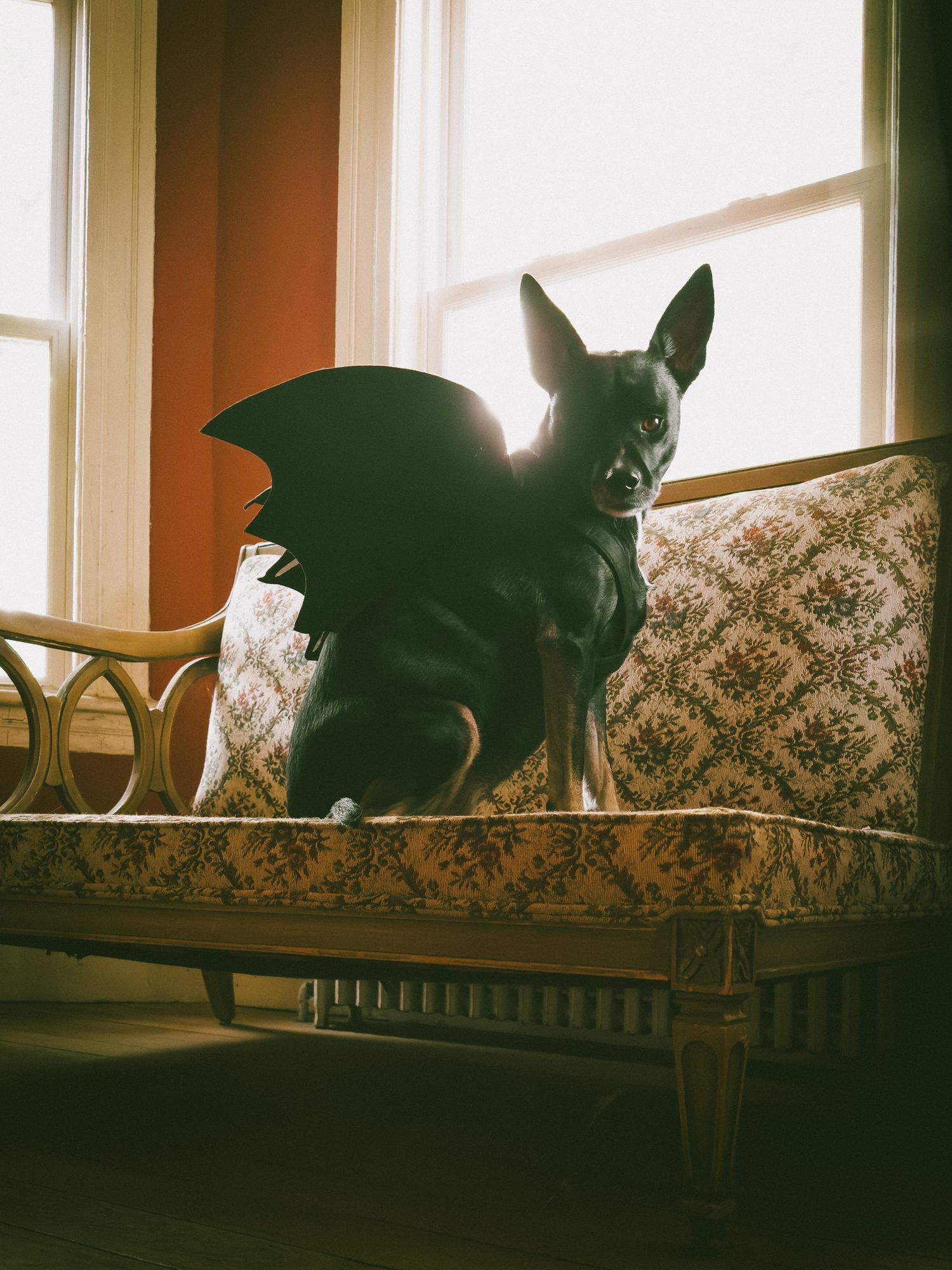 dog