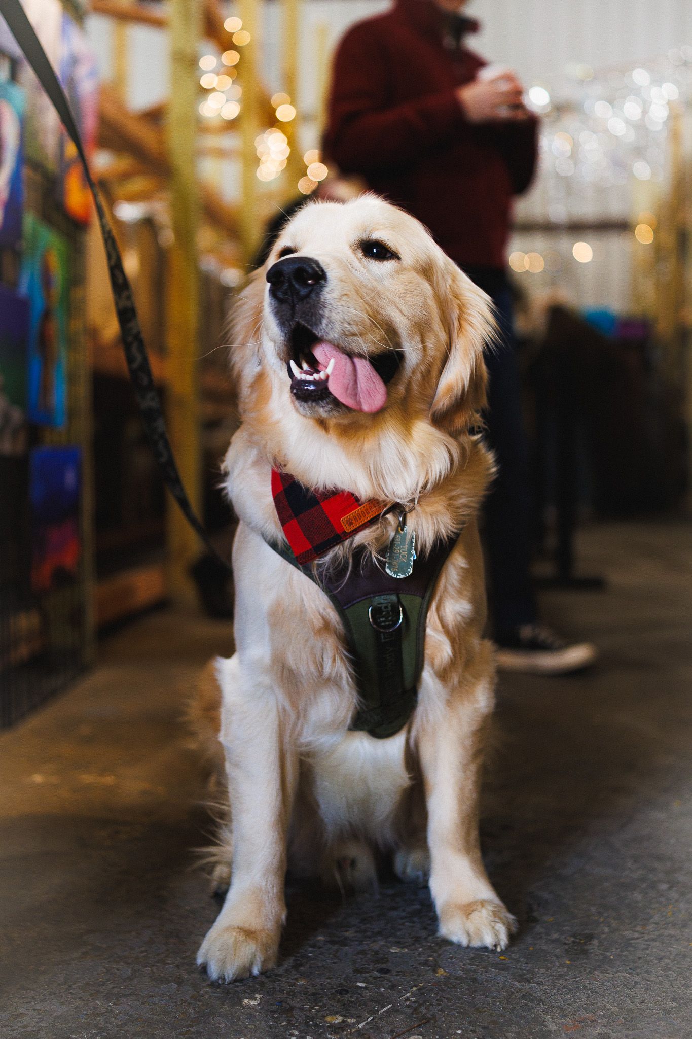 dog