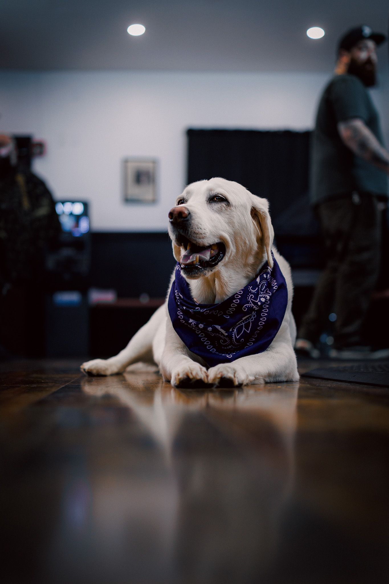 dog