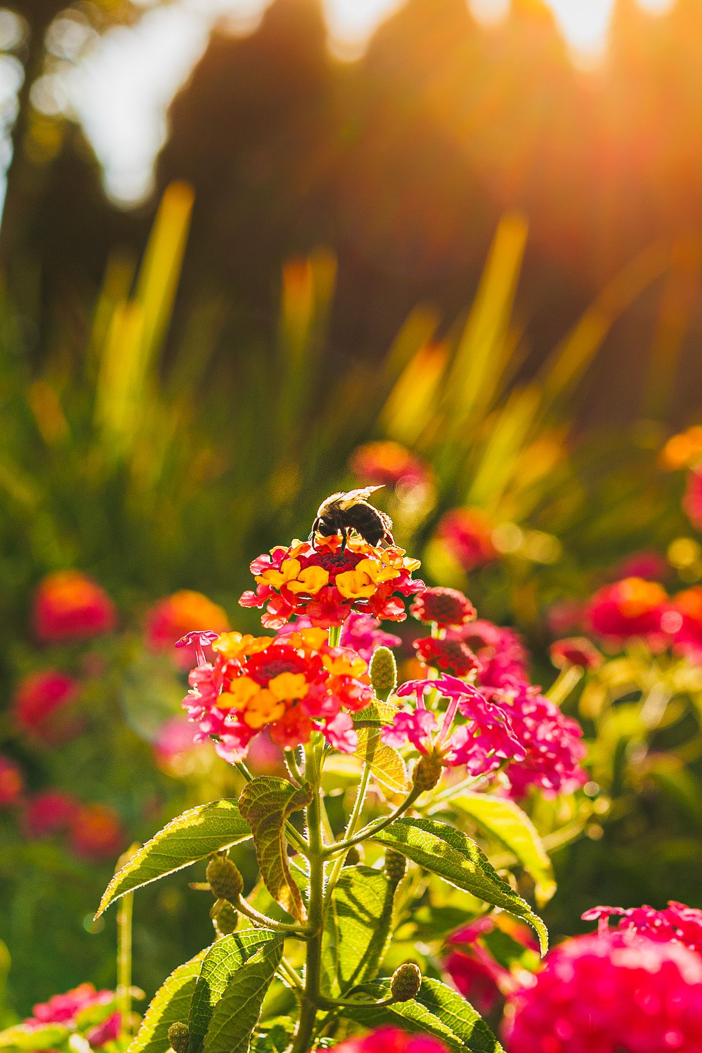 bee and flower Look Alive Photo Long Island Based Photographer and Videographer