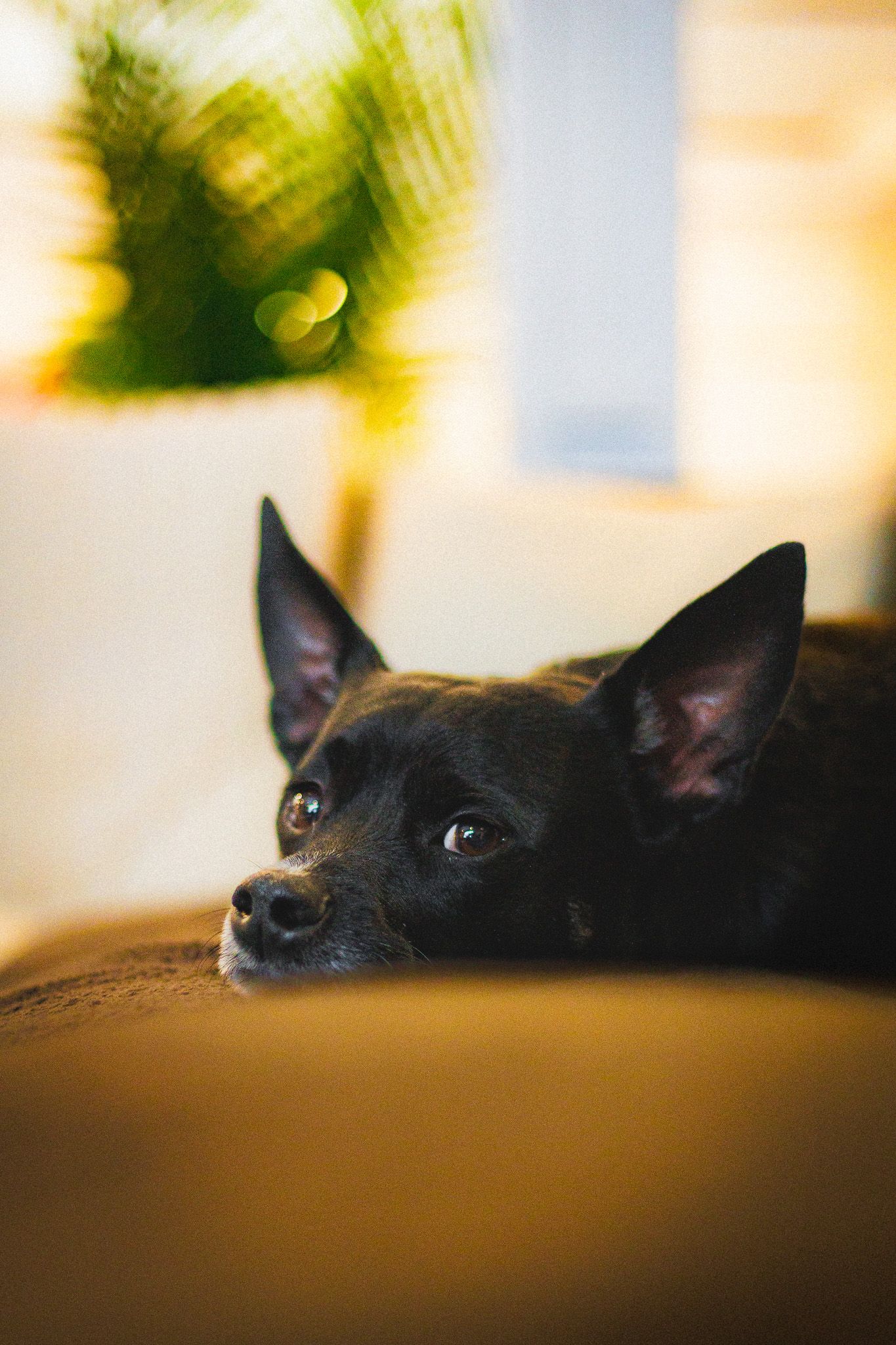 dog
