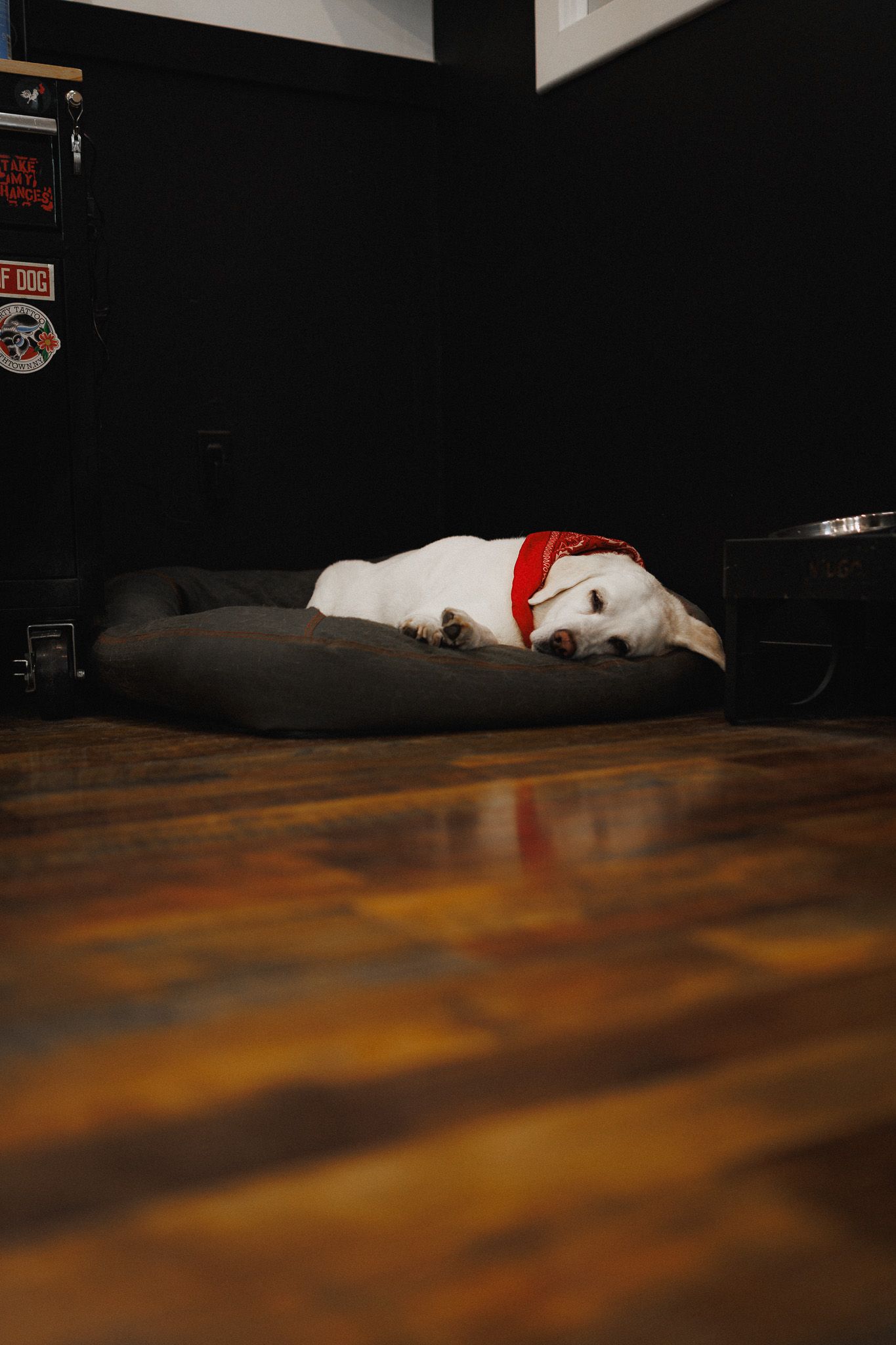 dog