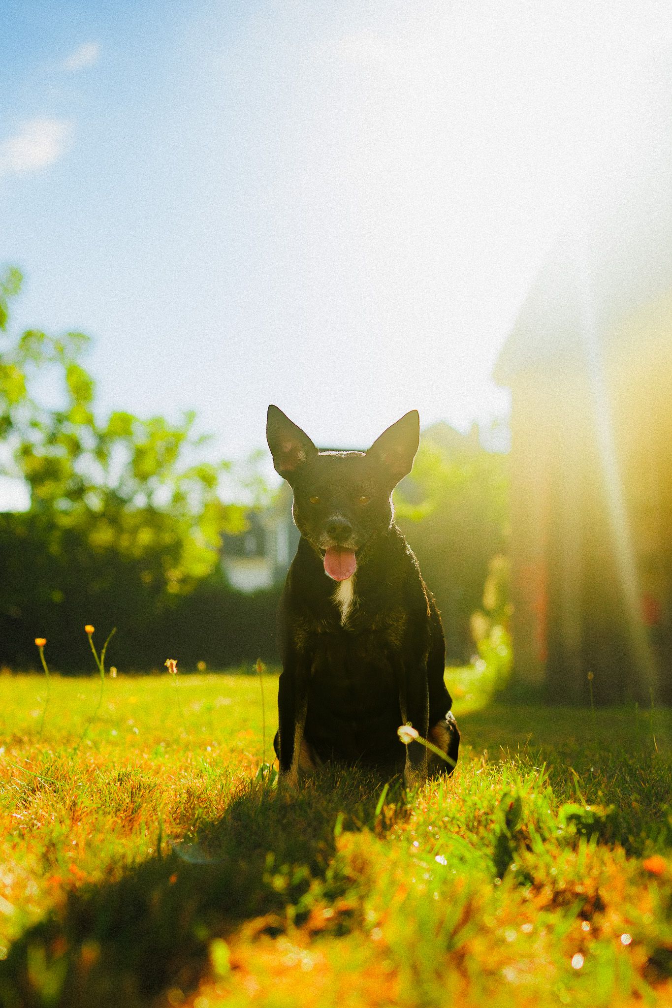dog