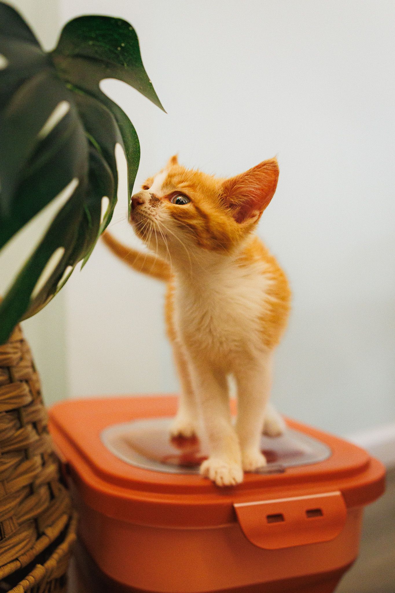 cat