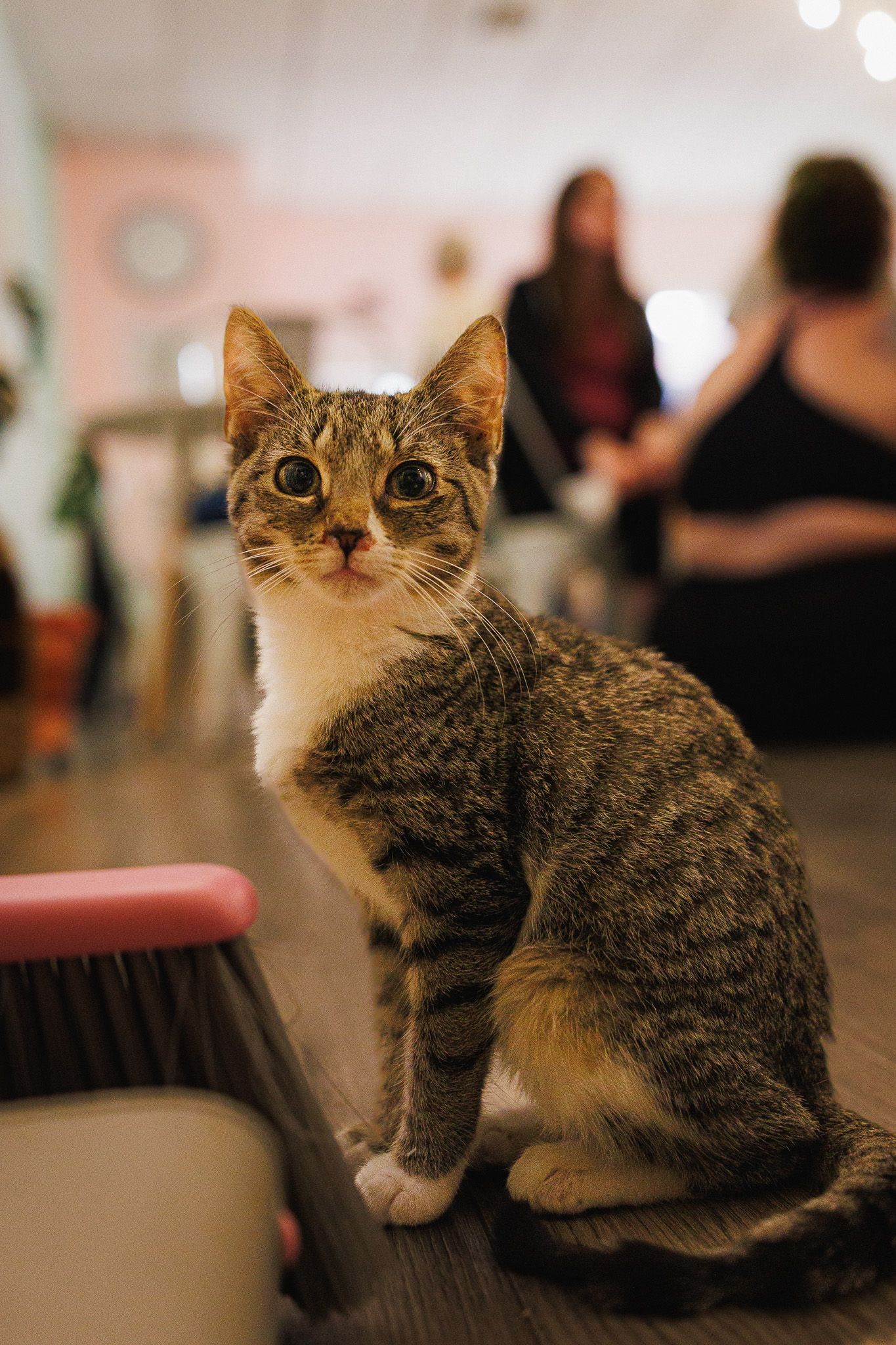cat