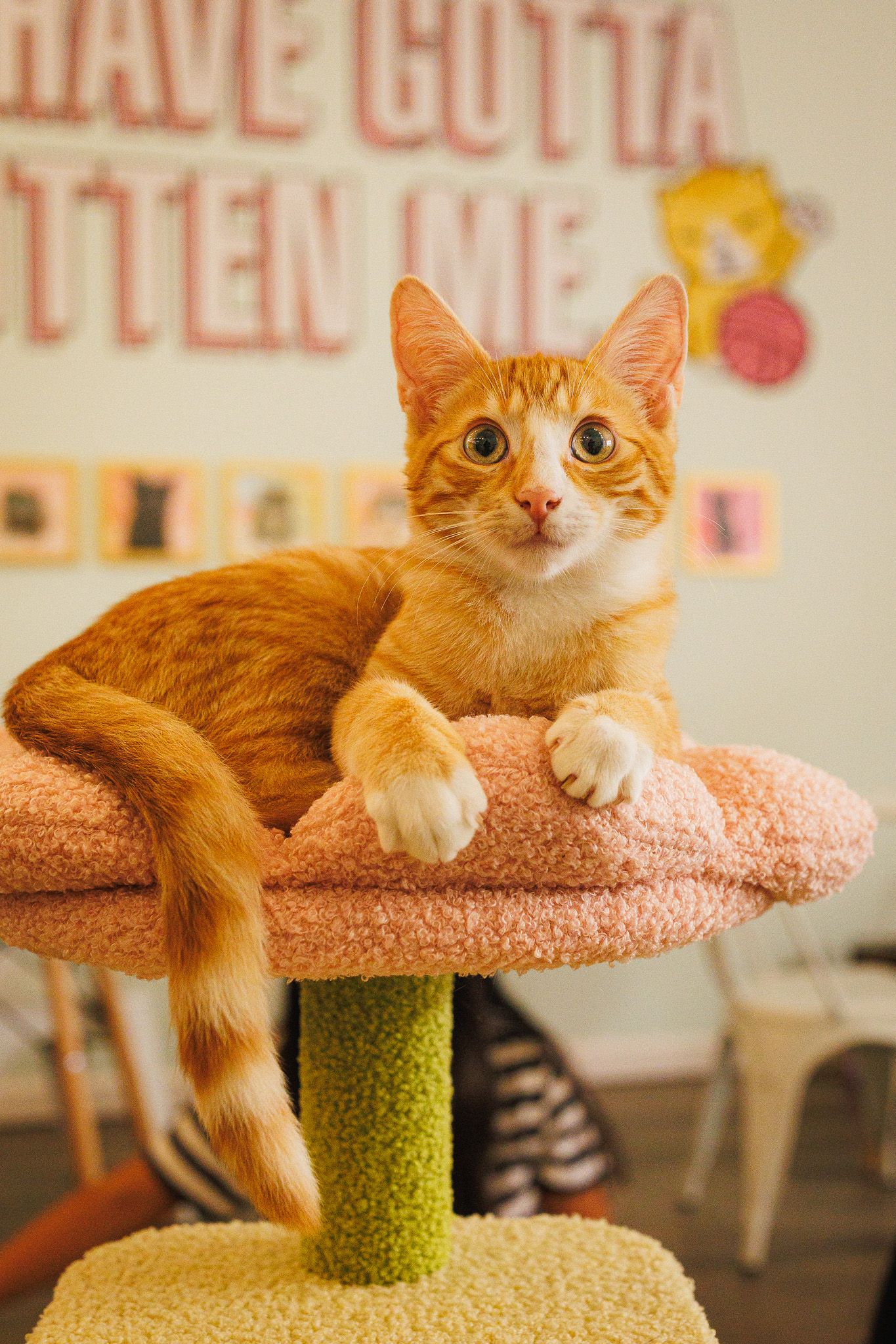 cat