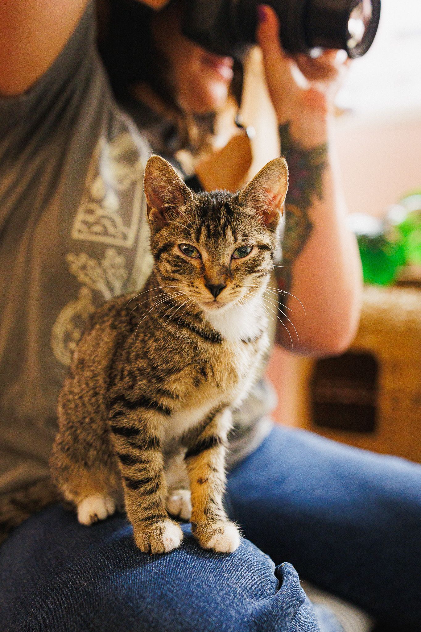 cat