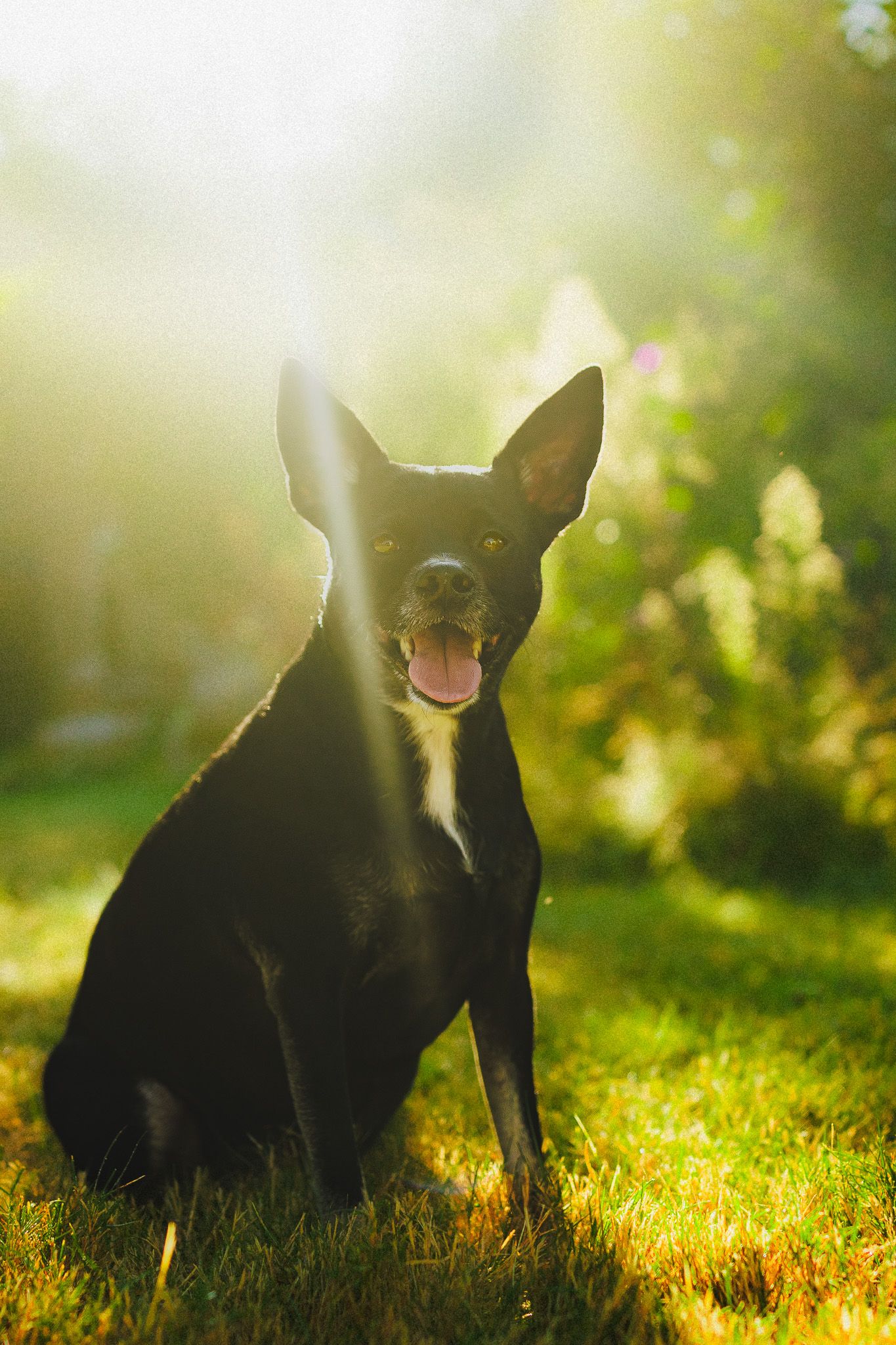 dog