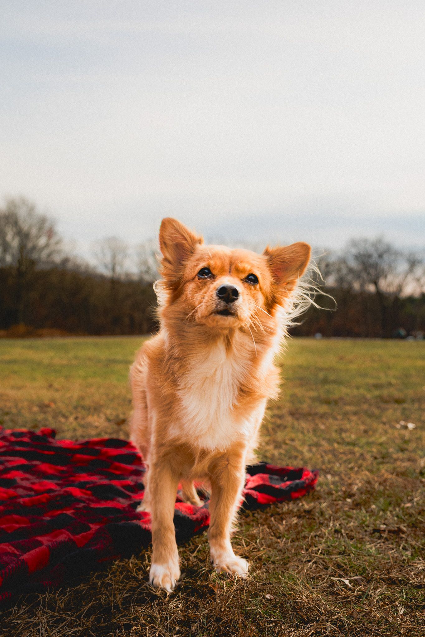 Dog