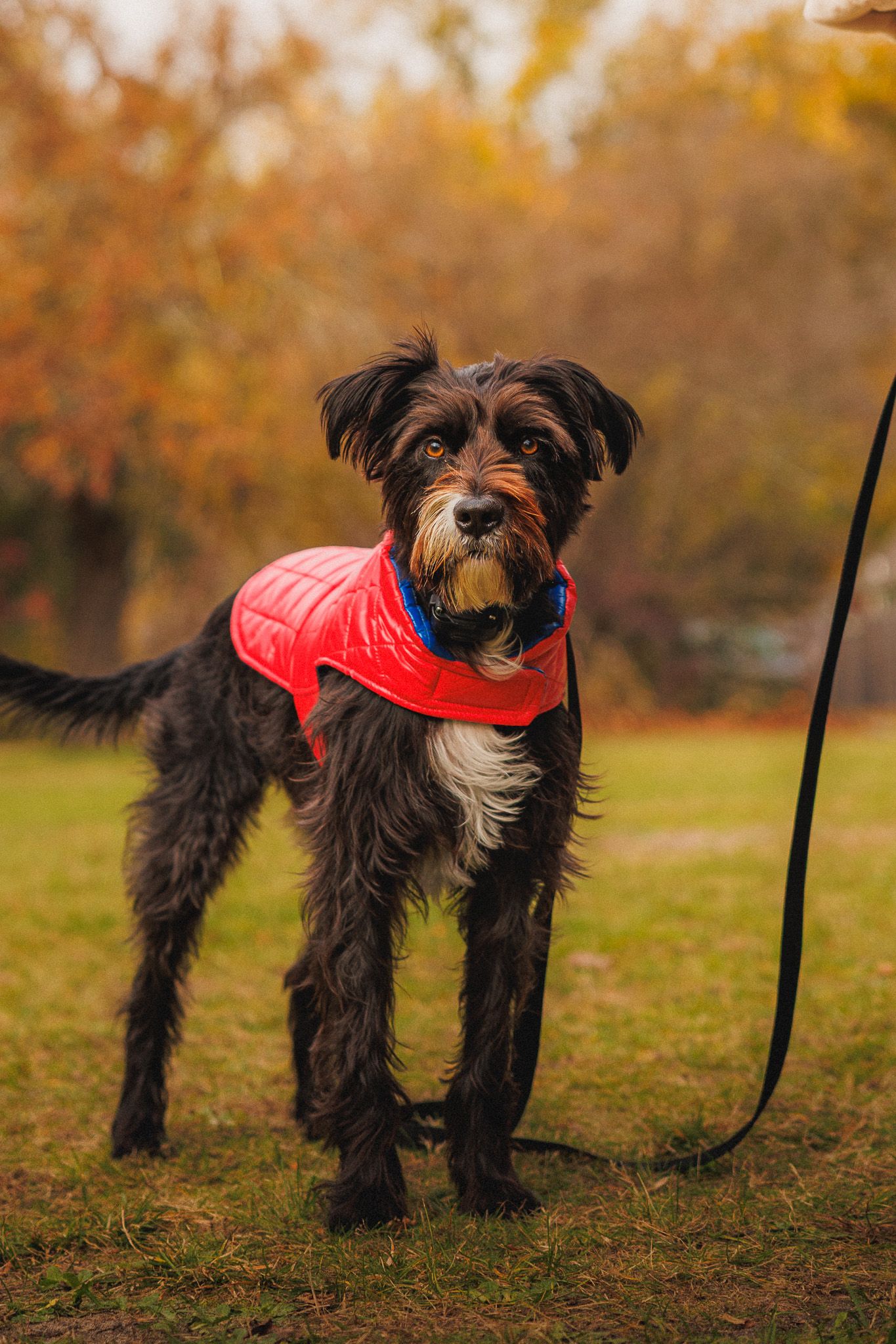 holiday portrait dog

Look Alive Photo Long Island Based Photographer and Videographer