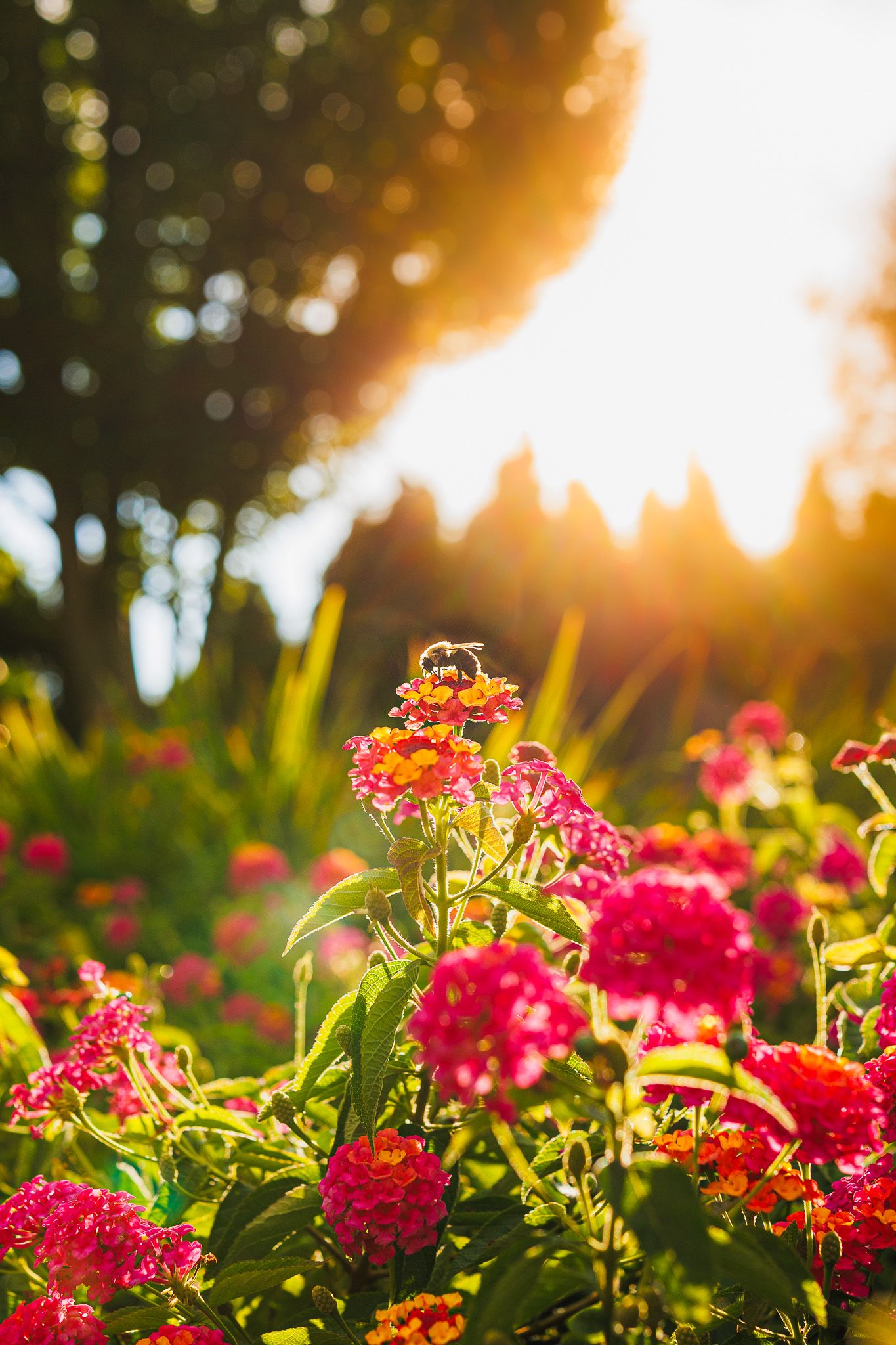 bee and a flower

Look Alive Photo Long Island Based Photographer and Videographer