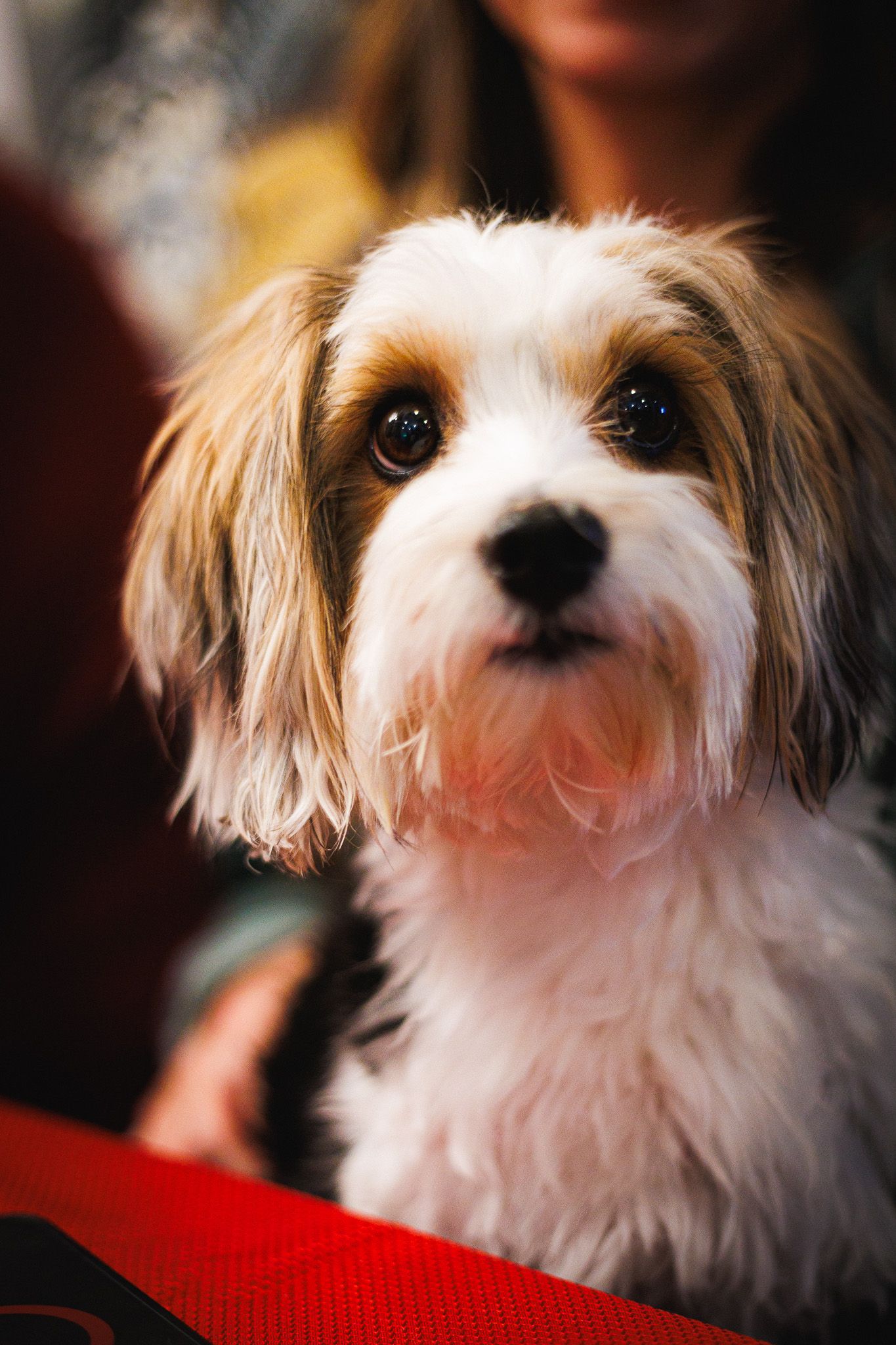 dog