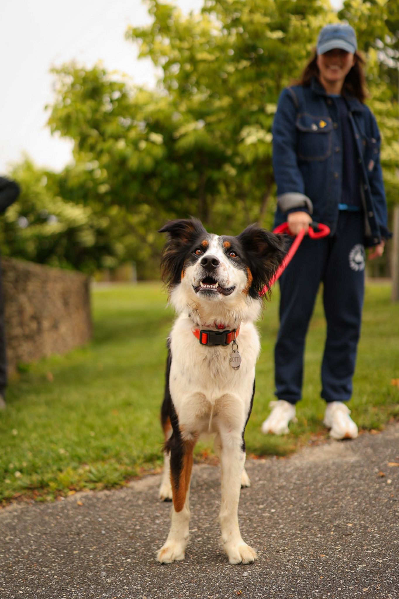 dog