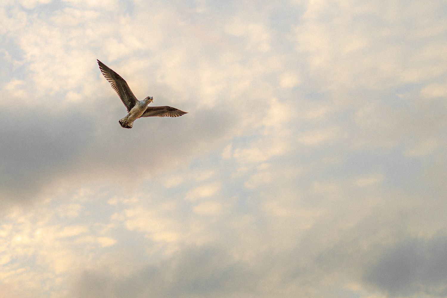 Seagull