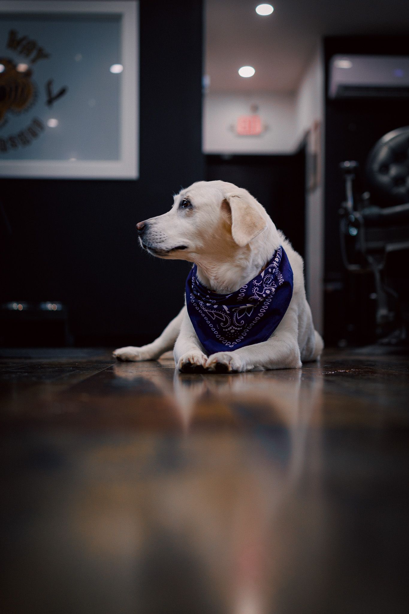 dog