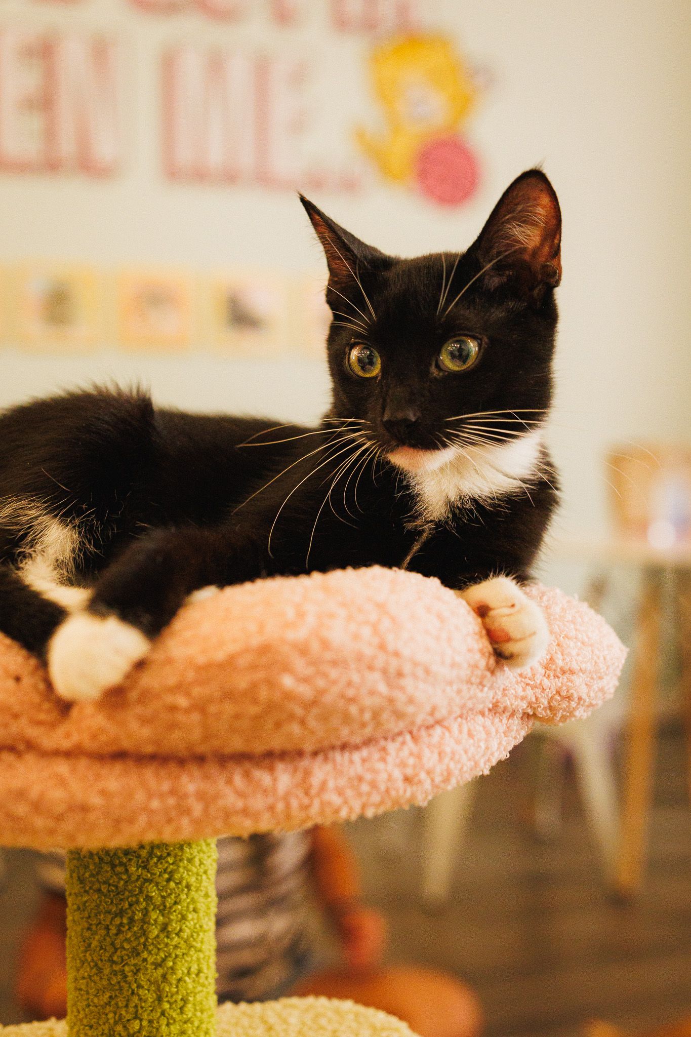cat