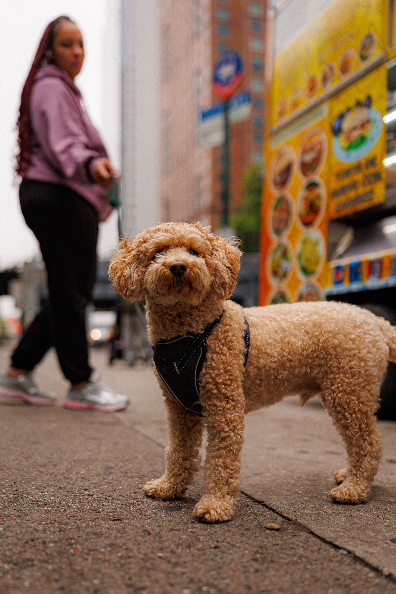 dog