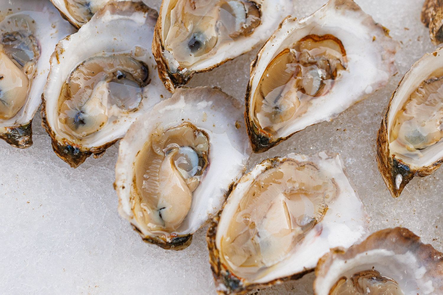 Oysters