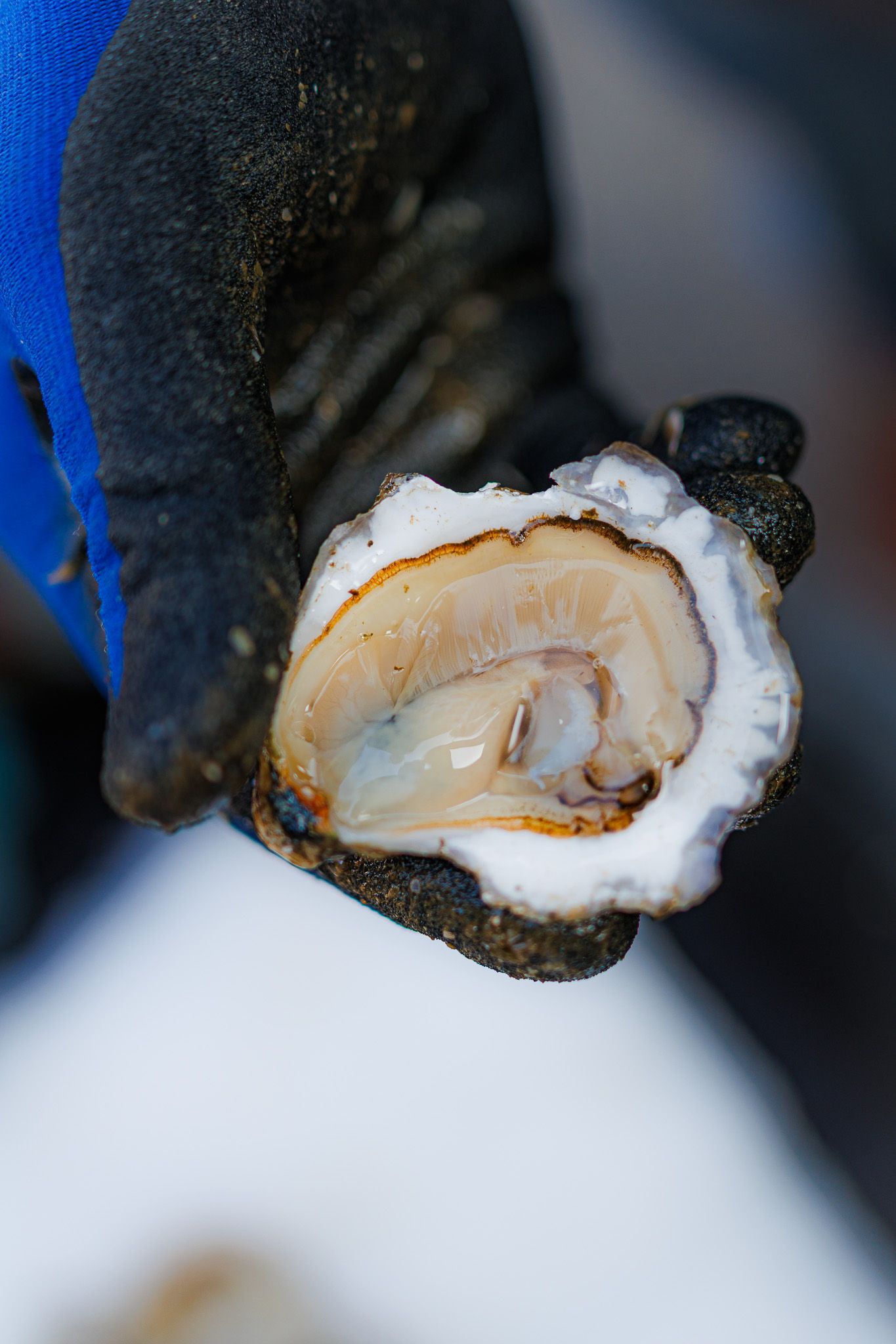 oyster

Look Alive Photo Long Island Based Photographer and Videographer