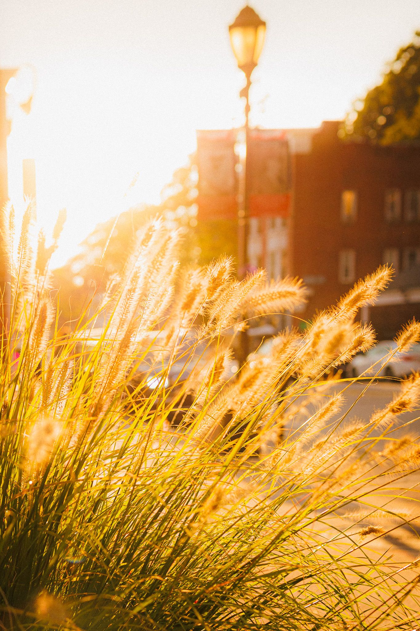 street
Look Alive Photo Long Island Based Photographer and Videographer