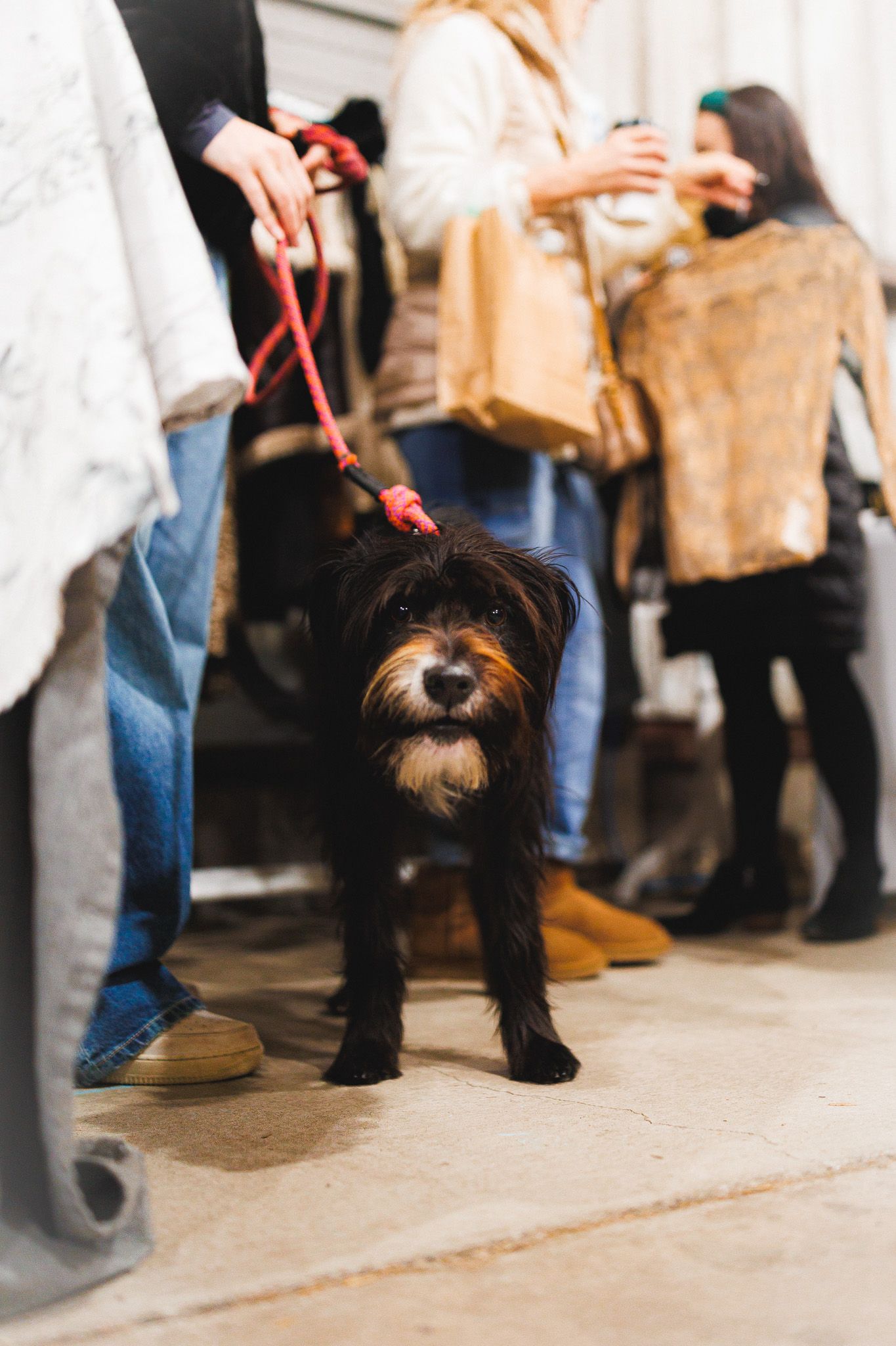 dog