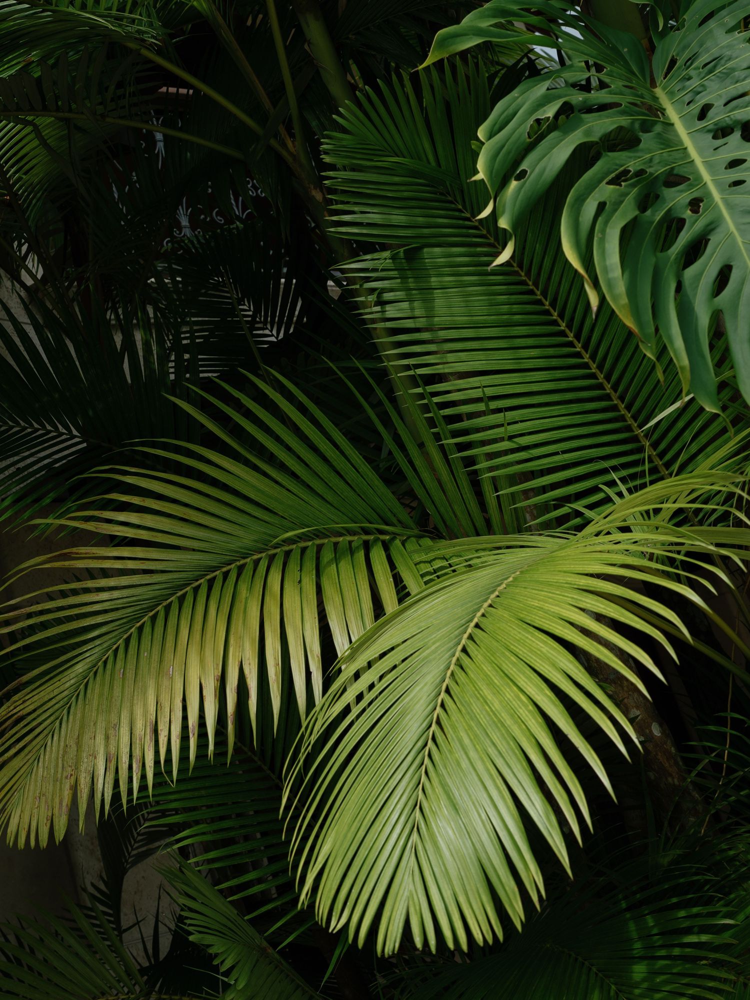 Lush tropical palm fronds and monstera leaves in dramatic lighting.