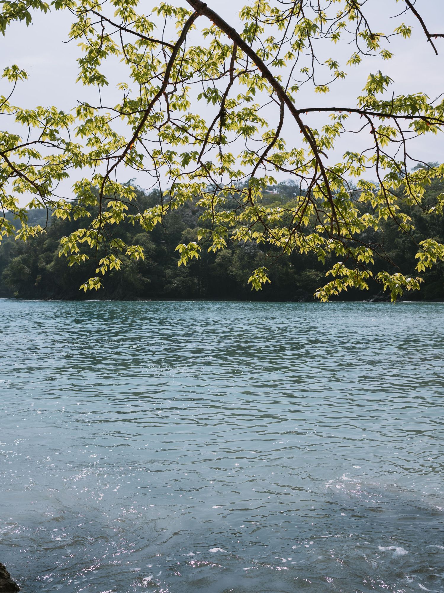 Serene lakeside view with green spring branches framing sparkling water in the foreground.