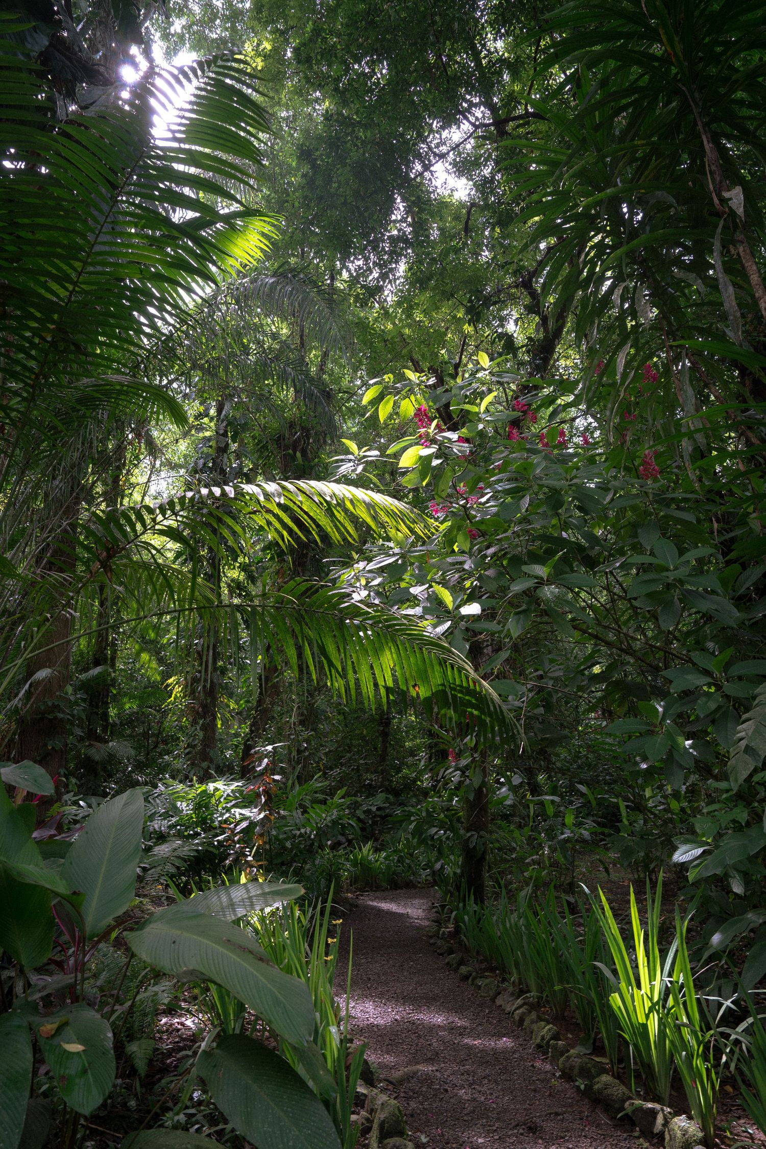 A sunlit garden path meanders through dense tropical foliage and ferns.