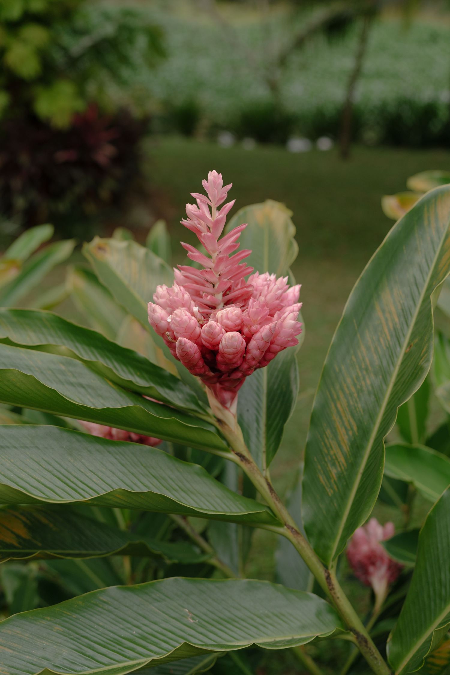 Pink ginger flowers blooming among large green tropical leaves in a garden setting.