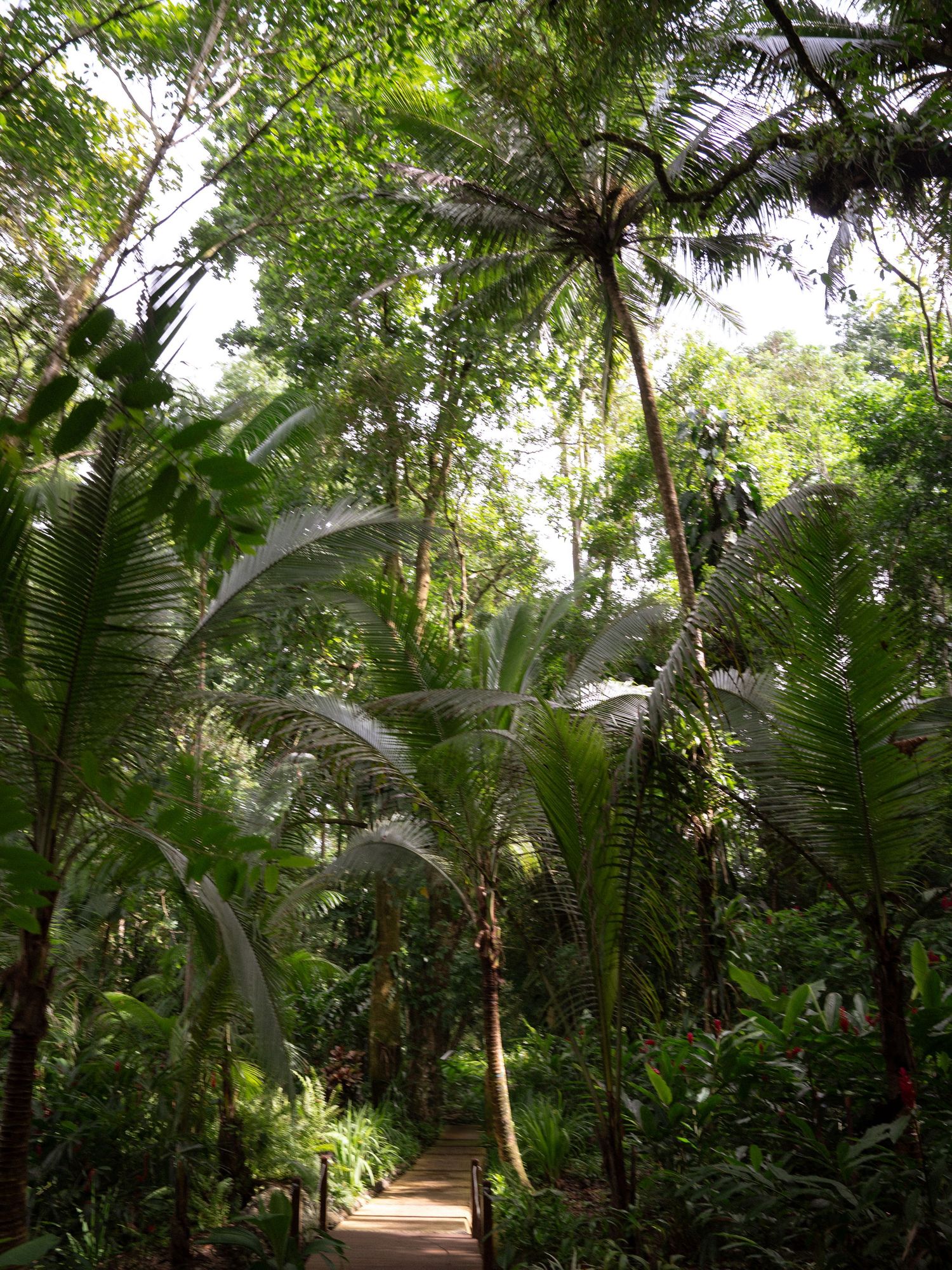 A pathway winds through a tropical garden with towering palm trees and lush vegetation.