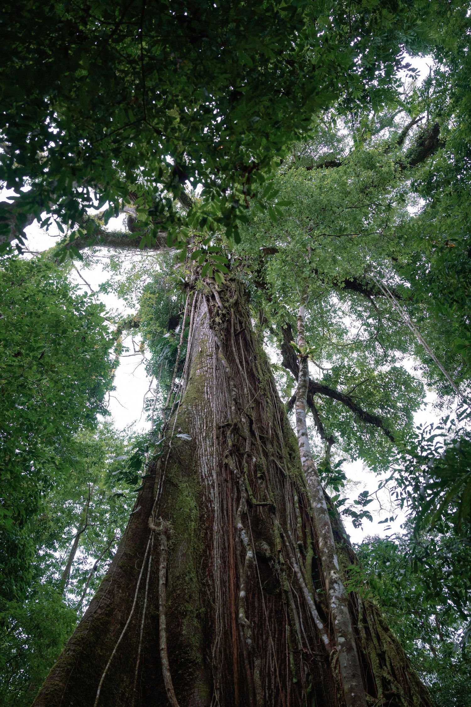 Towering ancient redwood tree reaching into forest canopy with dramatic upward perspective.