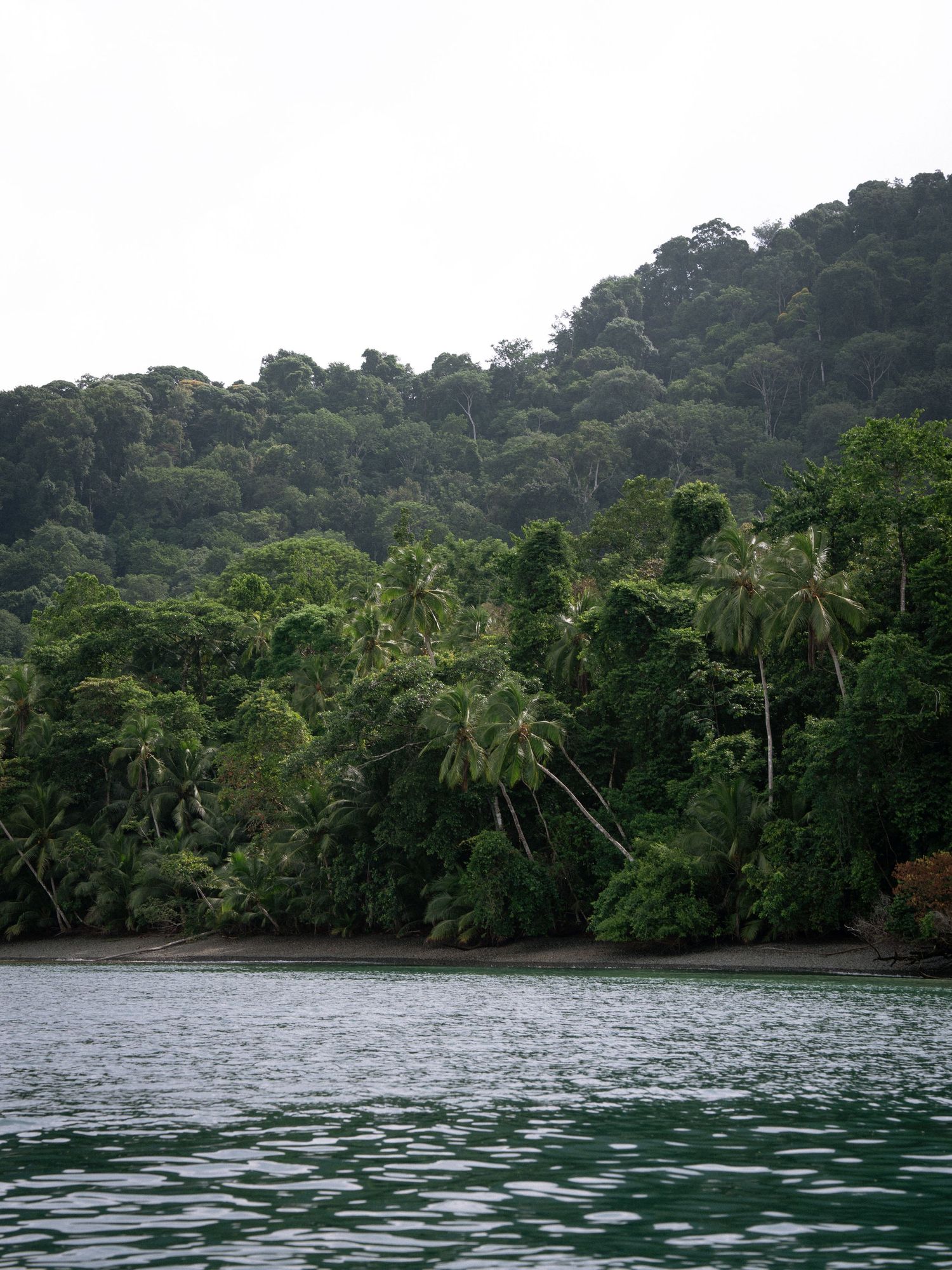 A lush tropical coastline with dense rainforest meeting the calm ocean waters.