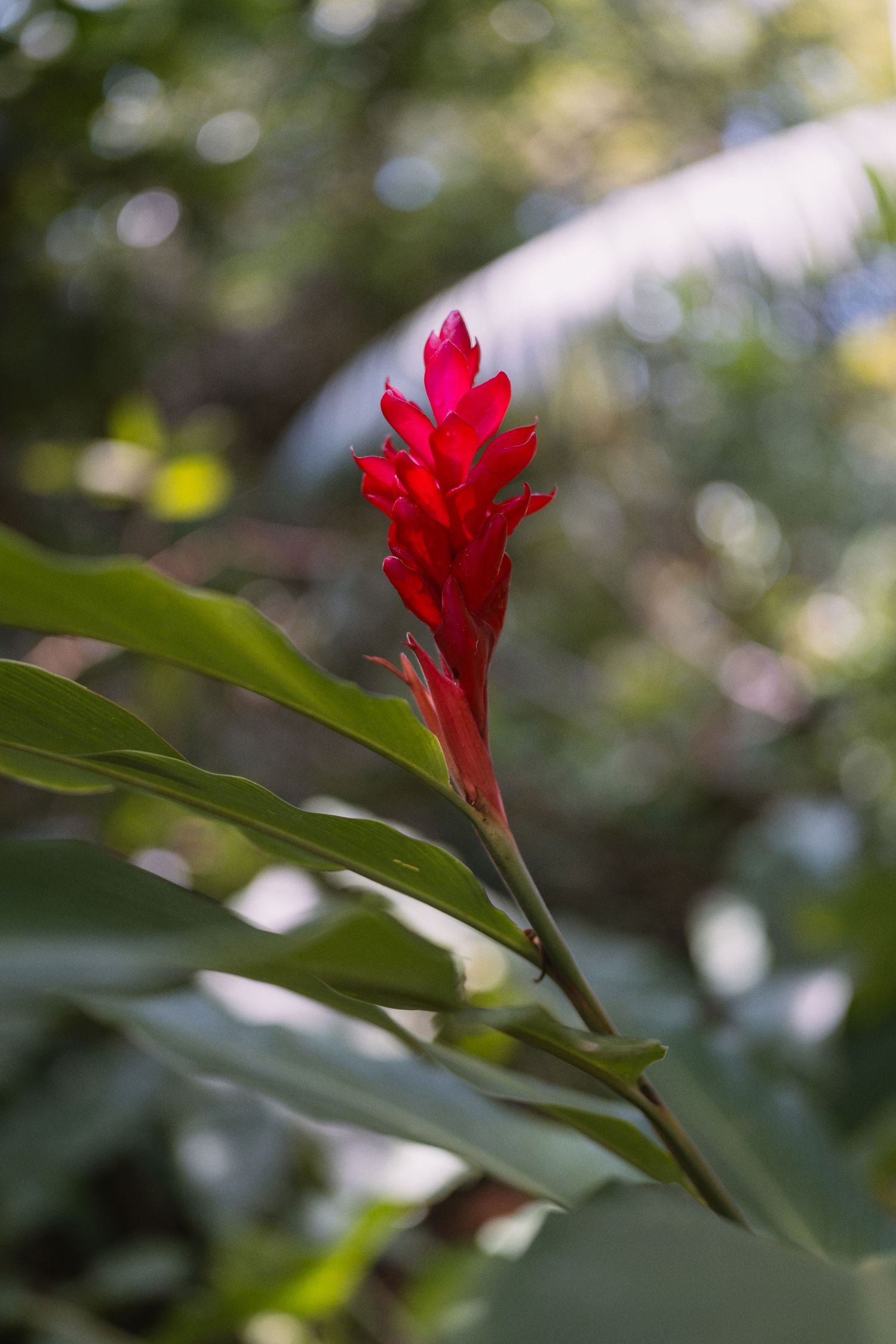 Vibrant red tropical flower in bloom against blurred green foliage.