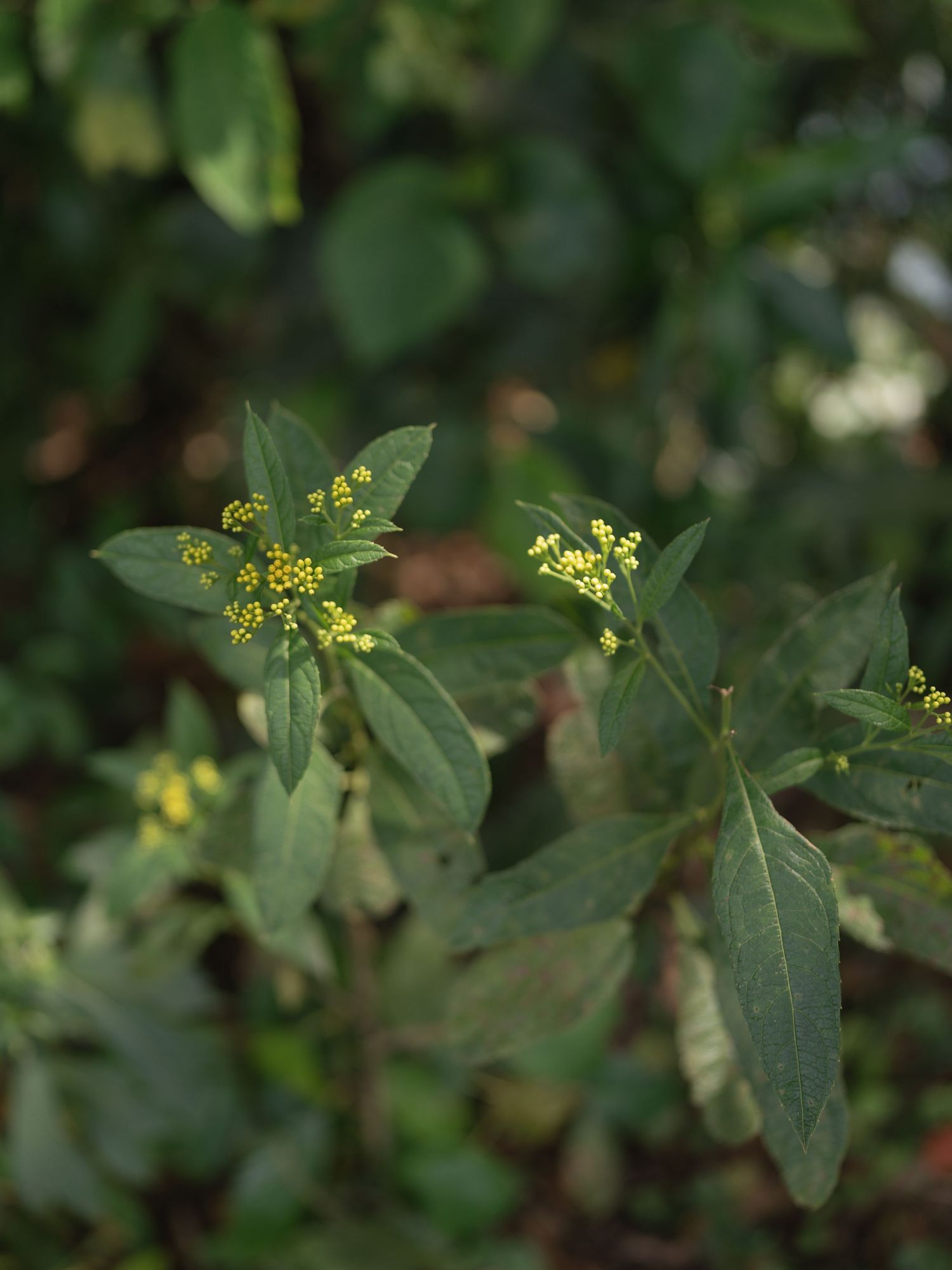 Close-up of delicate yellow wildflowers and green leaves in nature.